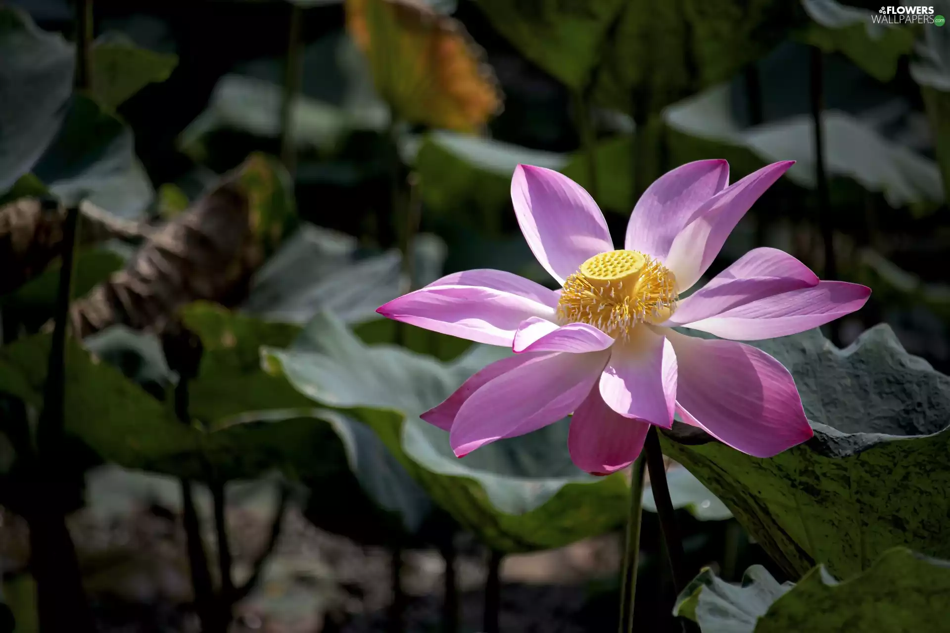 Colourfull Flowers, Leaf, rapprochement, lotus