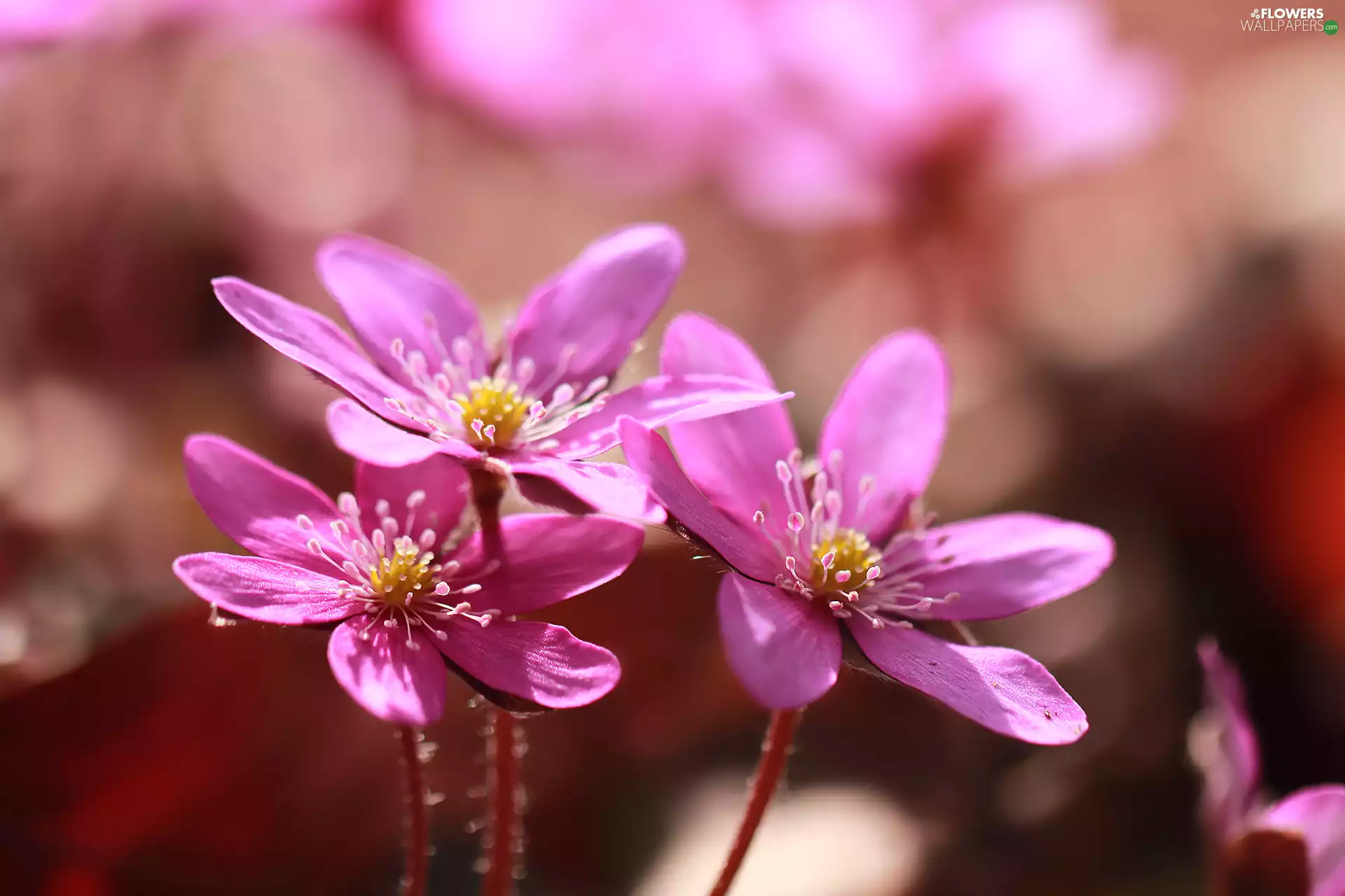 Flowers, Pink, Liverworts