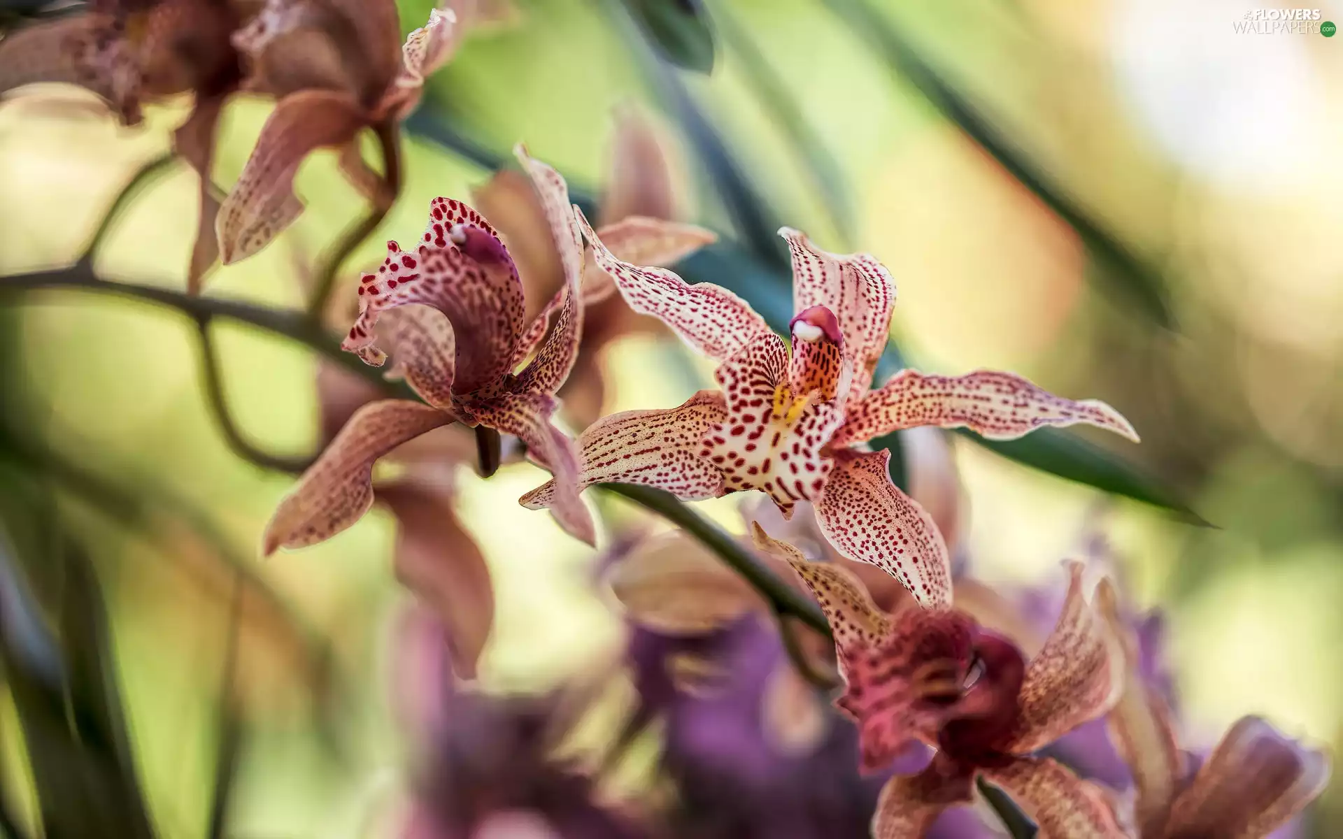 orchid, dappled, Colourfull Flowers