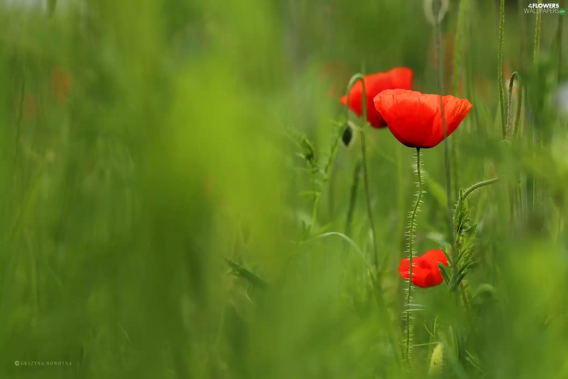 papavers, Red, Flowers, grass