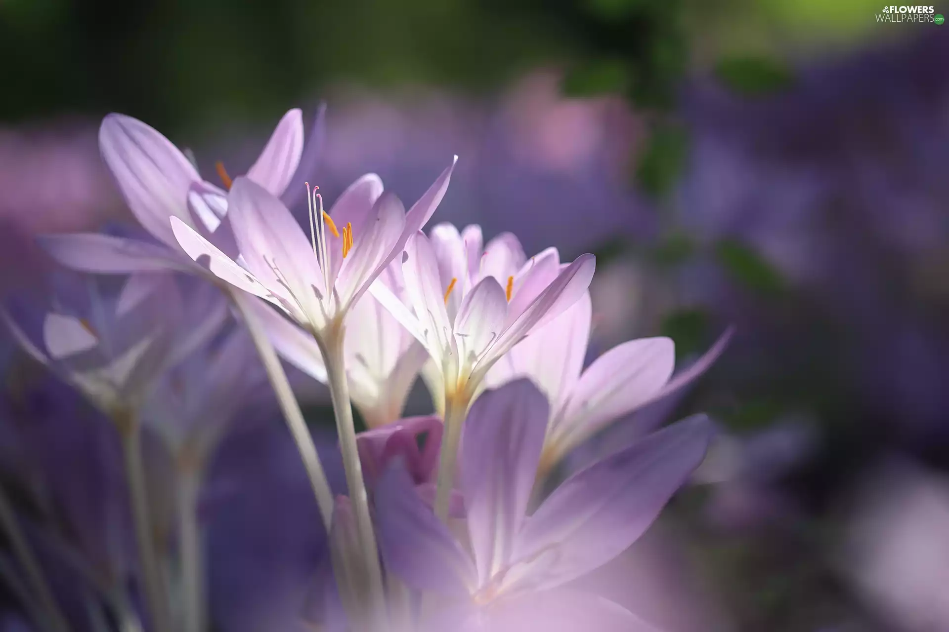Flowers, colchicums, Pink