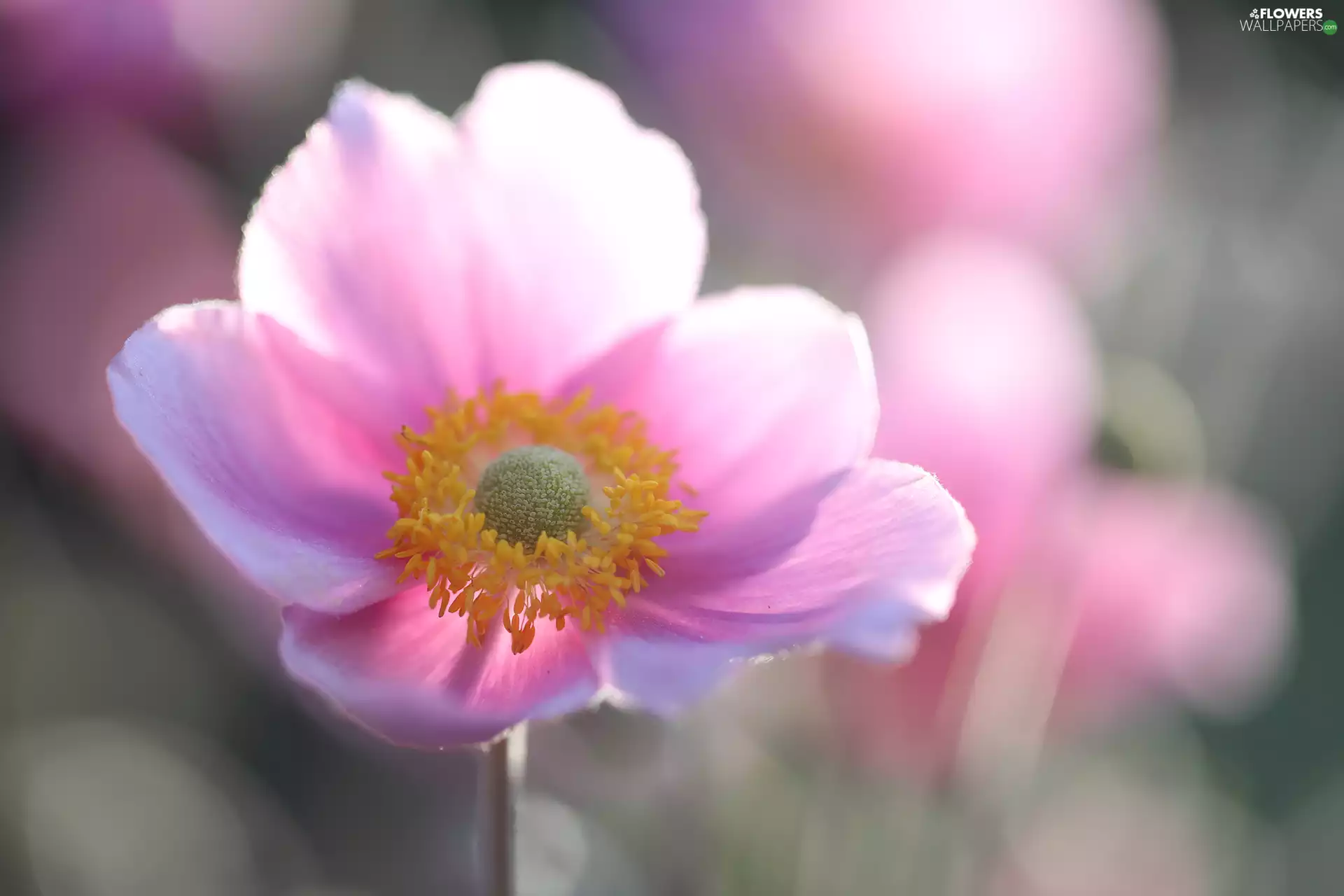 Japanese anemone, Colourfull Flowers, rapprochement, Pink