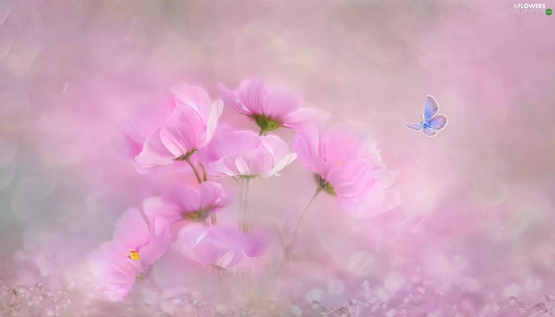 butterfly, Dusky Icarus, Flowers, Cosmos, Pink