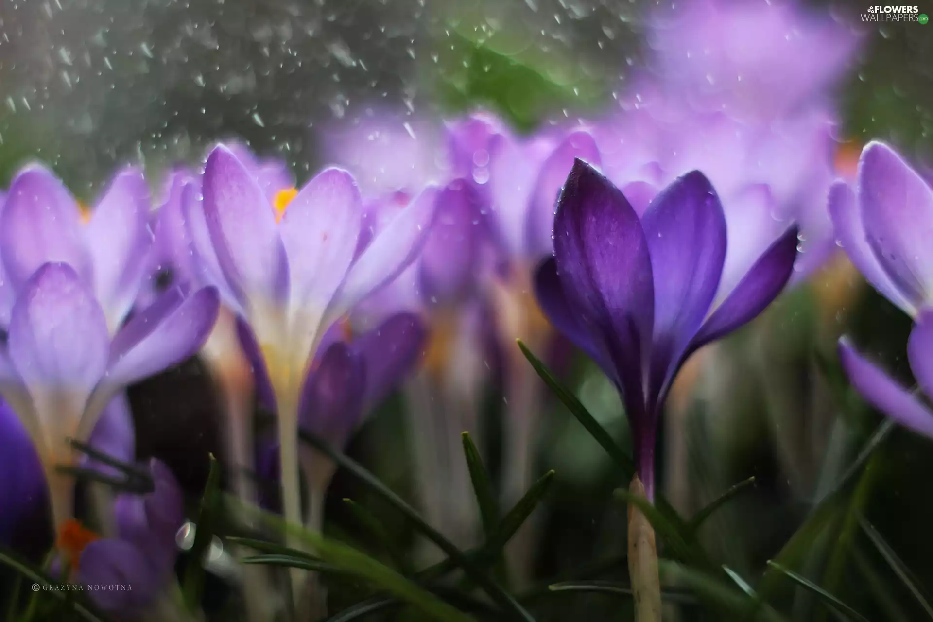 Flowers, crocuses, purple