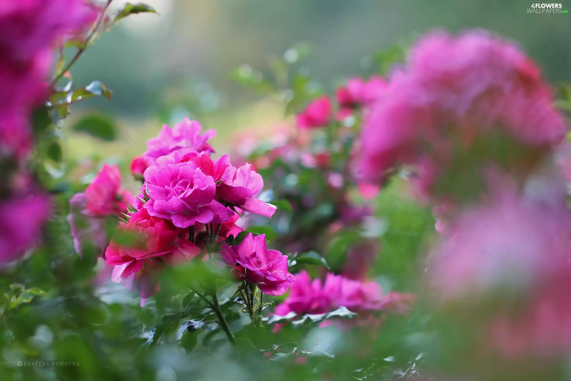 Flowers, Pink, roses