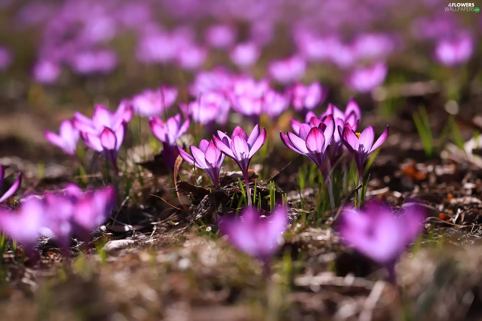 Spring, purple, crocuses, Flowers