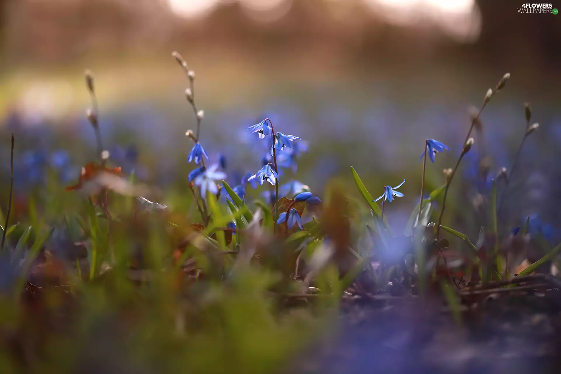 grass, rapprochement, Blue, Flowers, Siberian squill