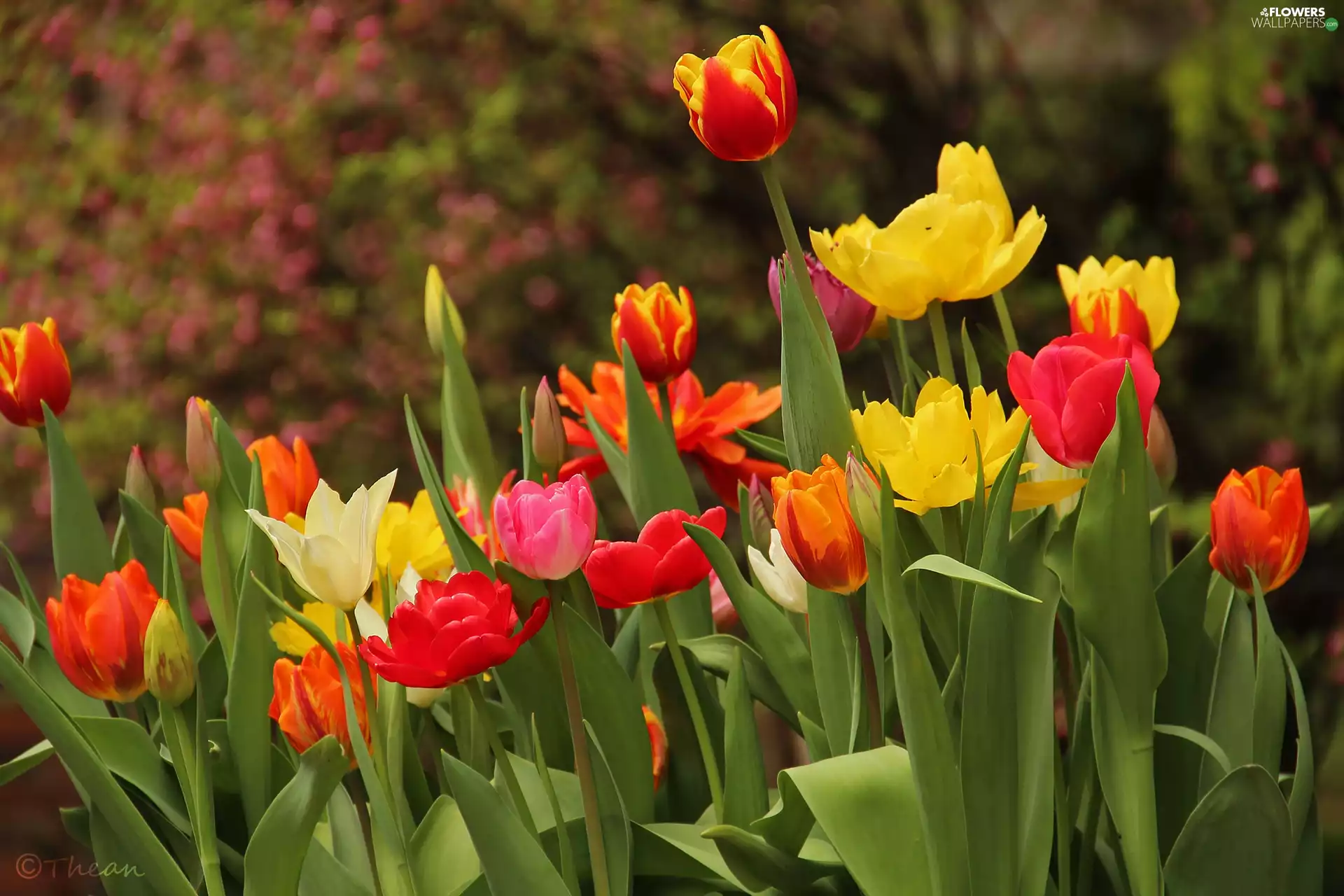 Flowers, color, Tulips