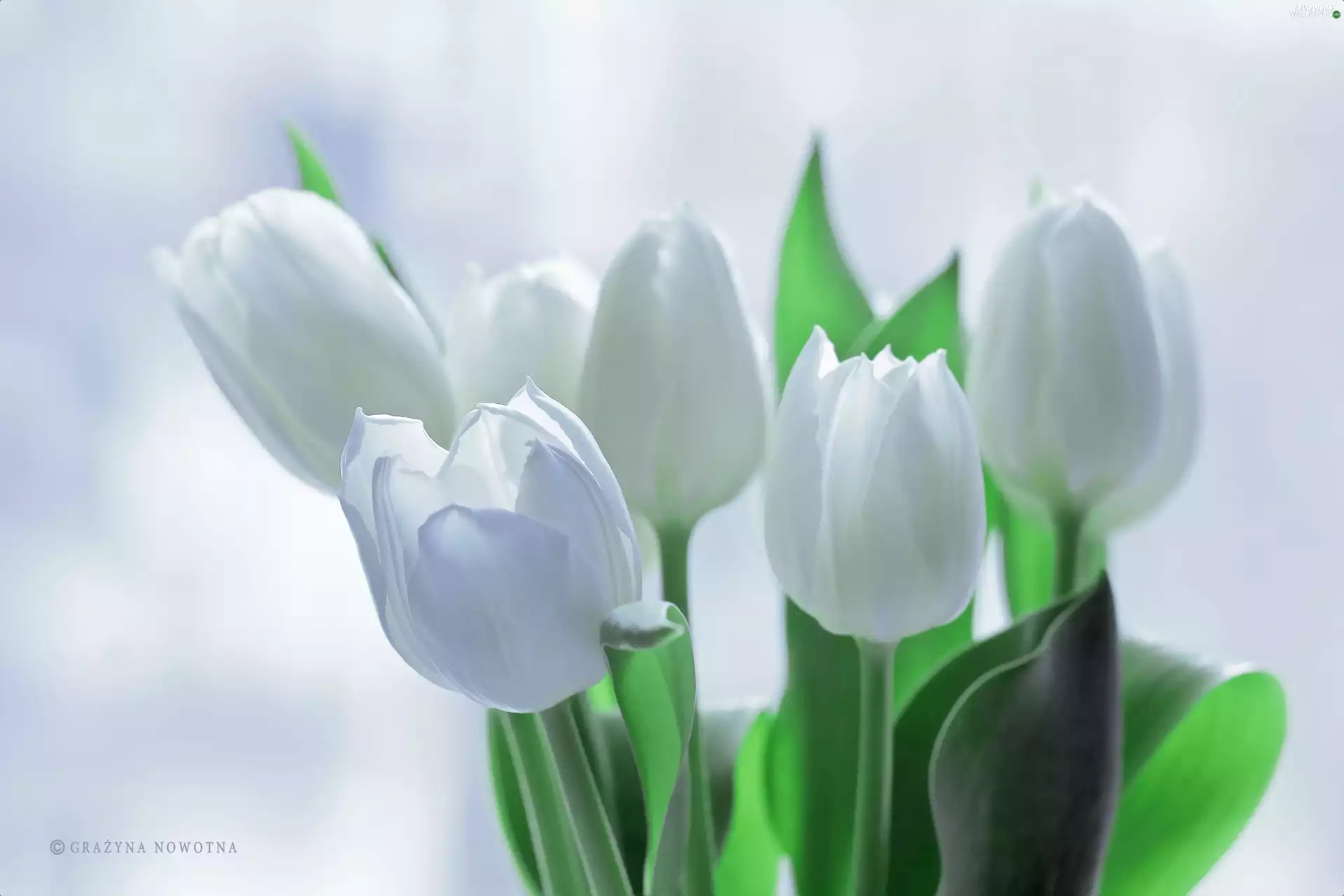 Flowers, White, Tulips
