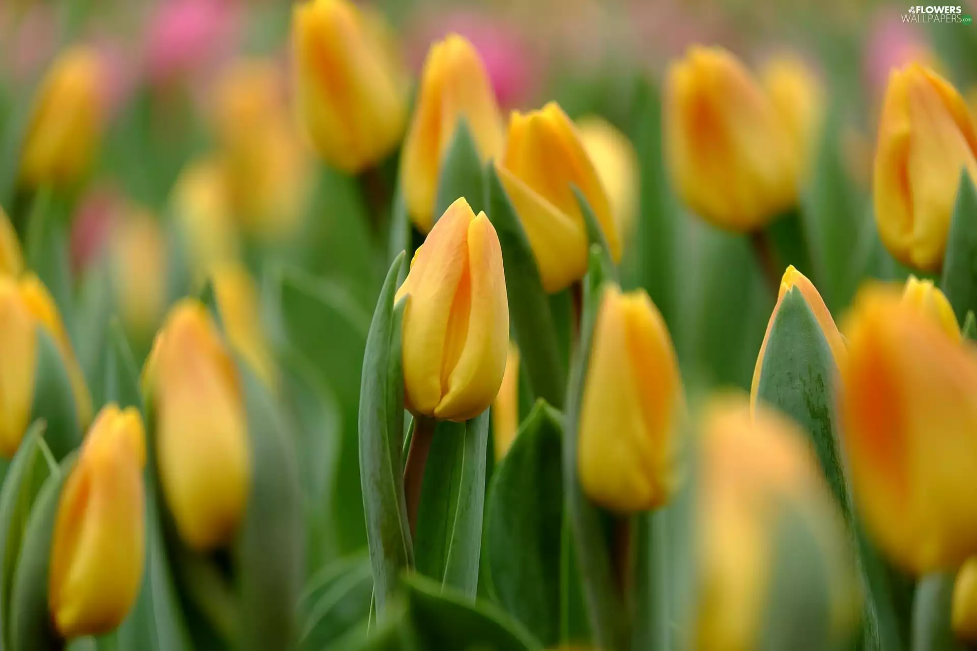 Flowers, Yellow, Tulips