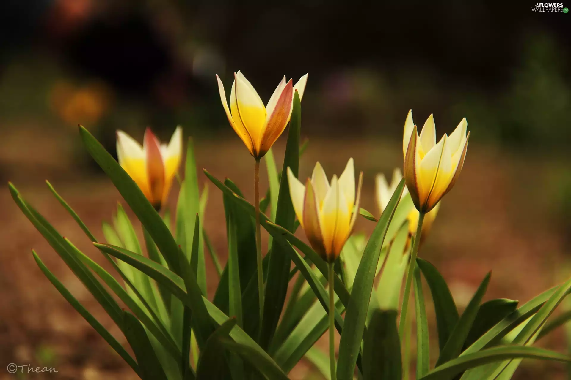 Flowers, Yellow, Tulips
