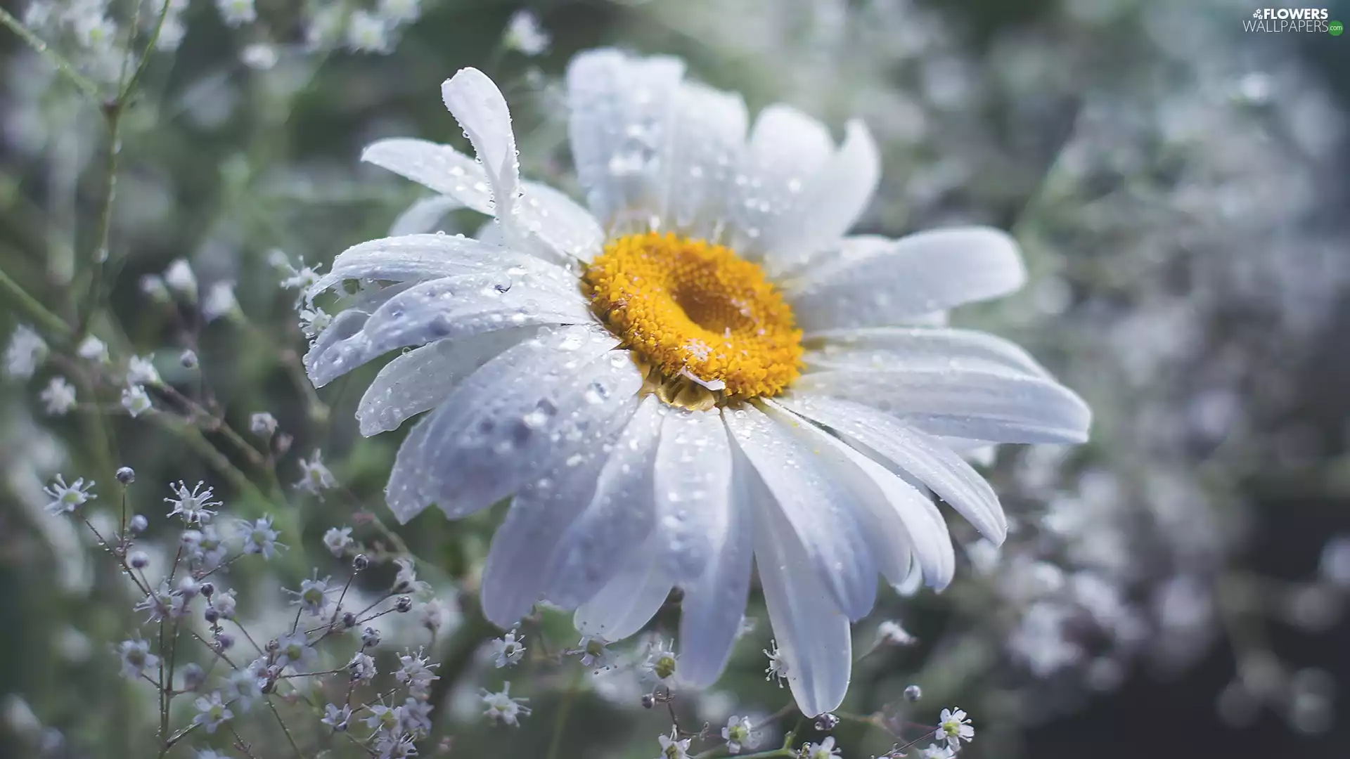 Gipsówka, drops, Colourfull Flowers, Daisy, White