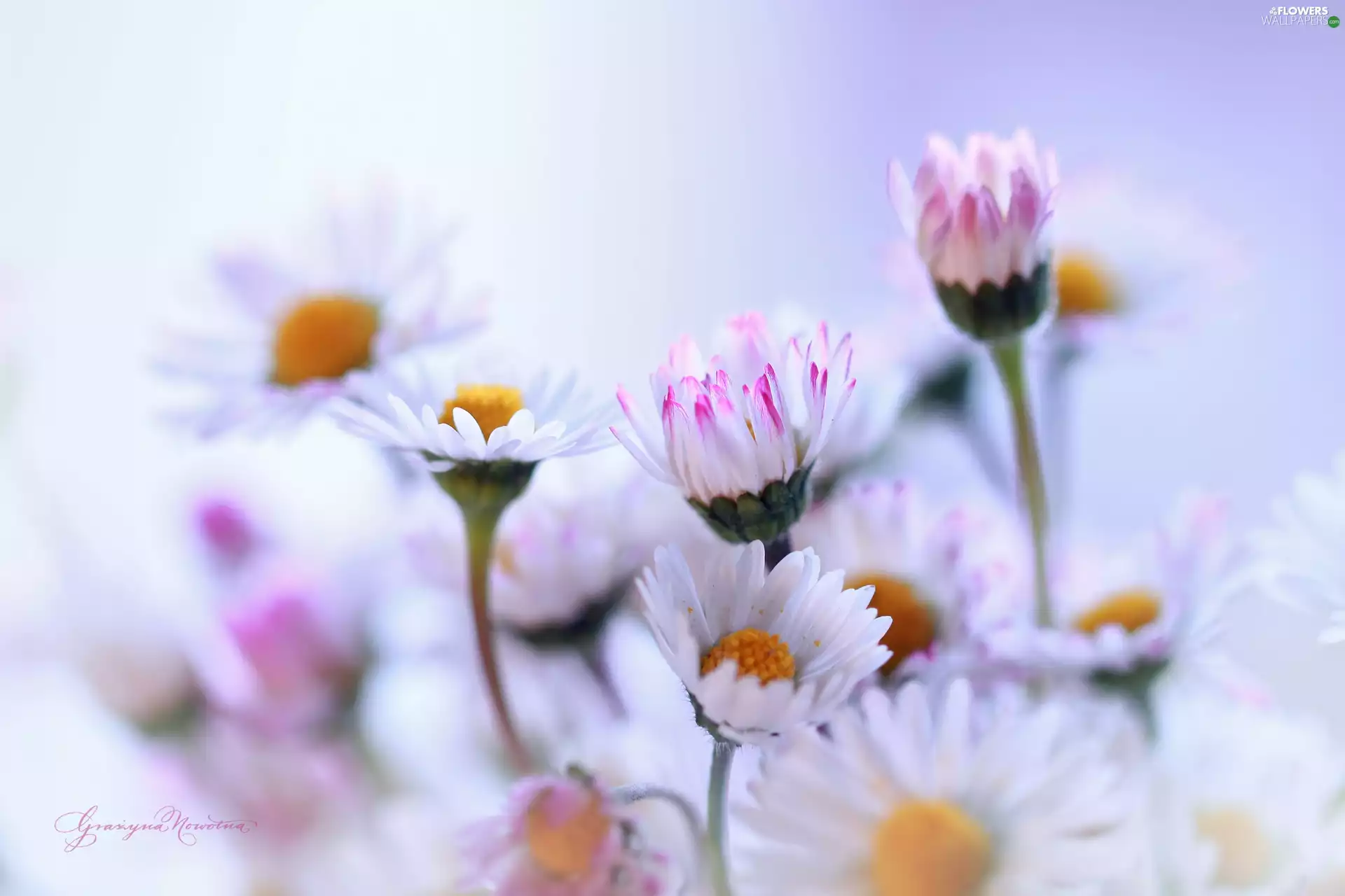 Flowers, daisies, White