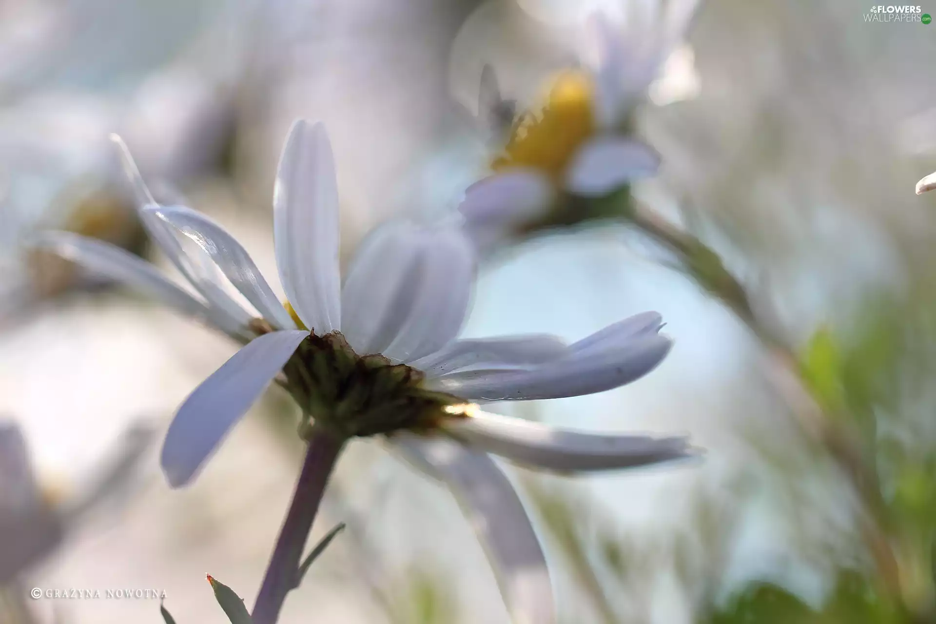Flowers, daisy, White