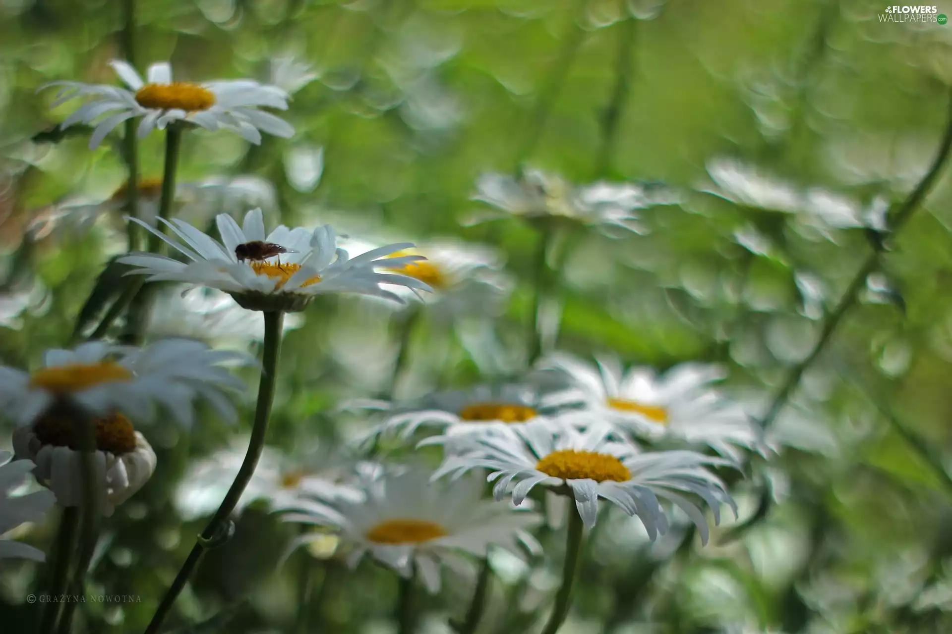 Flowers, Daisy, White