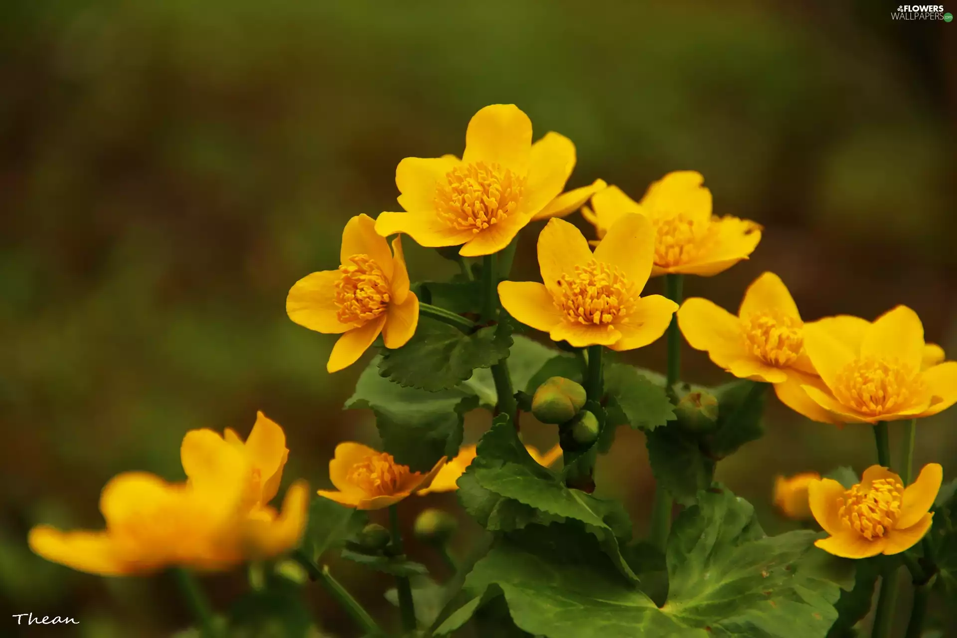 Flowers, marigolds, Yellow