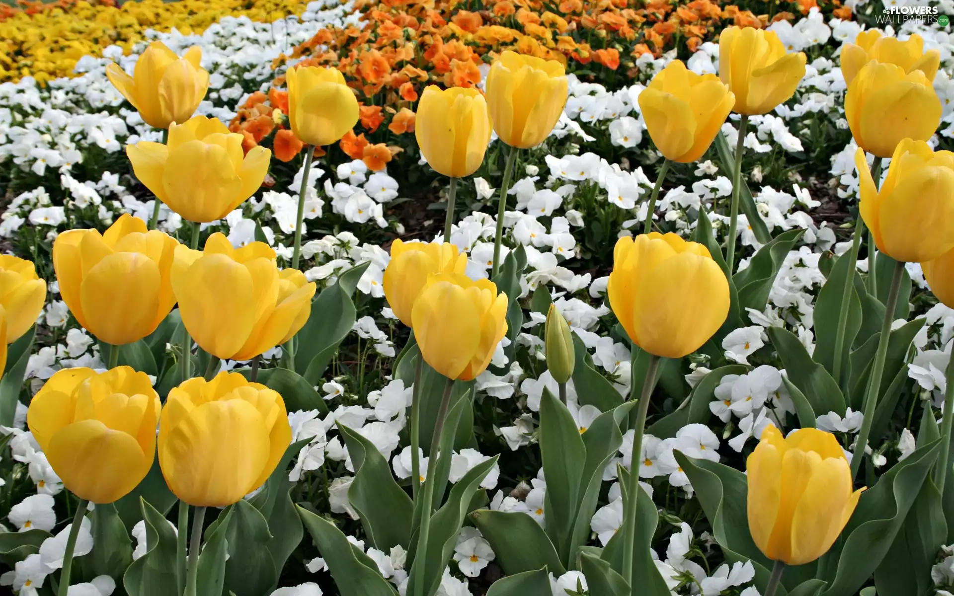 Yellow, White, Flowers, Tulips