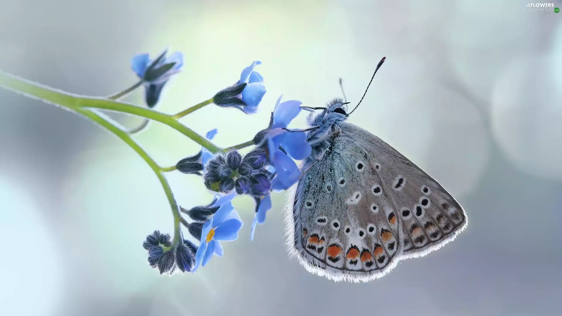 forget-me-not, Close, Dusky Icarus, Colourfull Flowers, butterfly