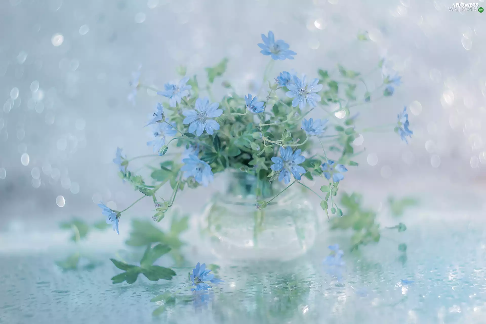 geranium, Blue, Flowers