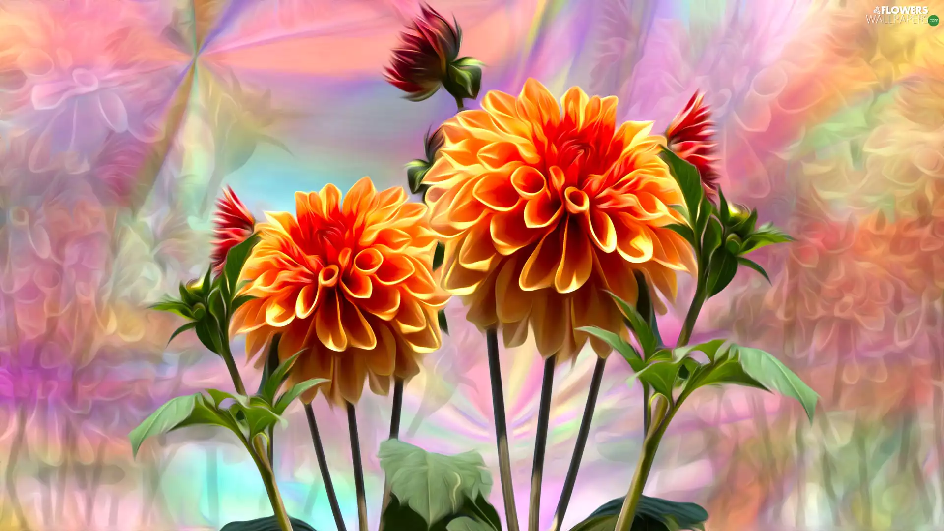 Flowers, graphics, Colorful Background, dahlias