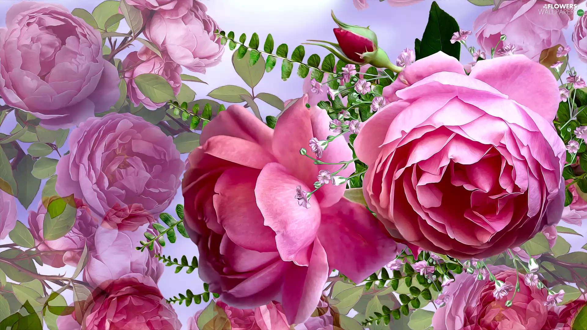 roses, graphics, Pink, bloom, Flowers