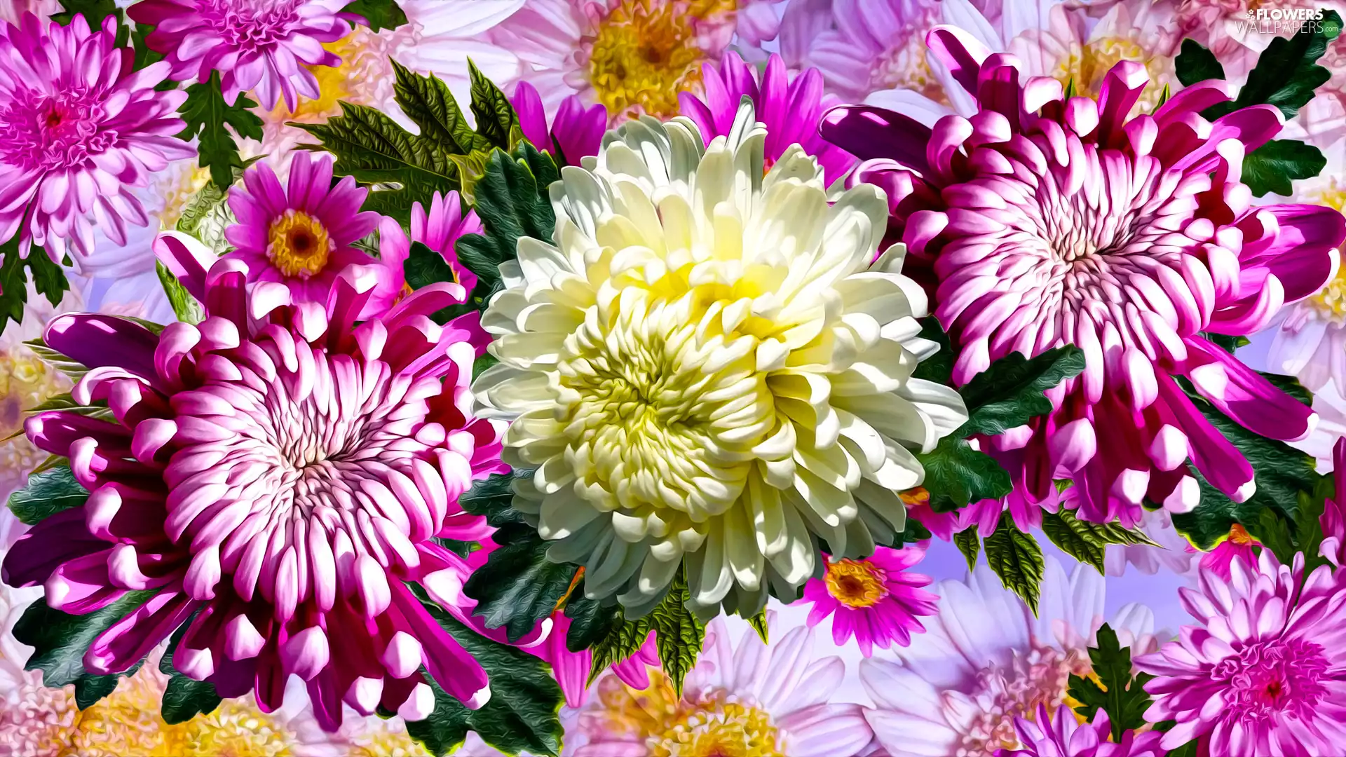 Chrysanthemums, graphics, Pink, Flowers, White