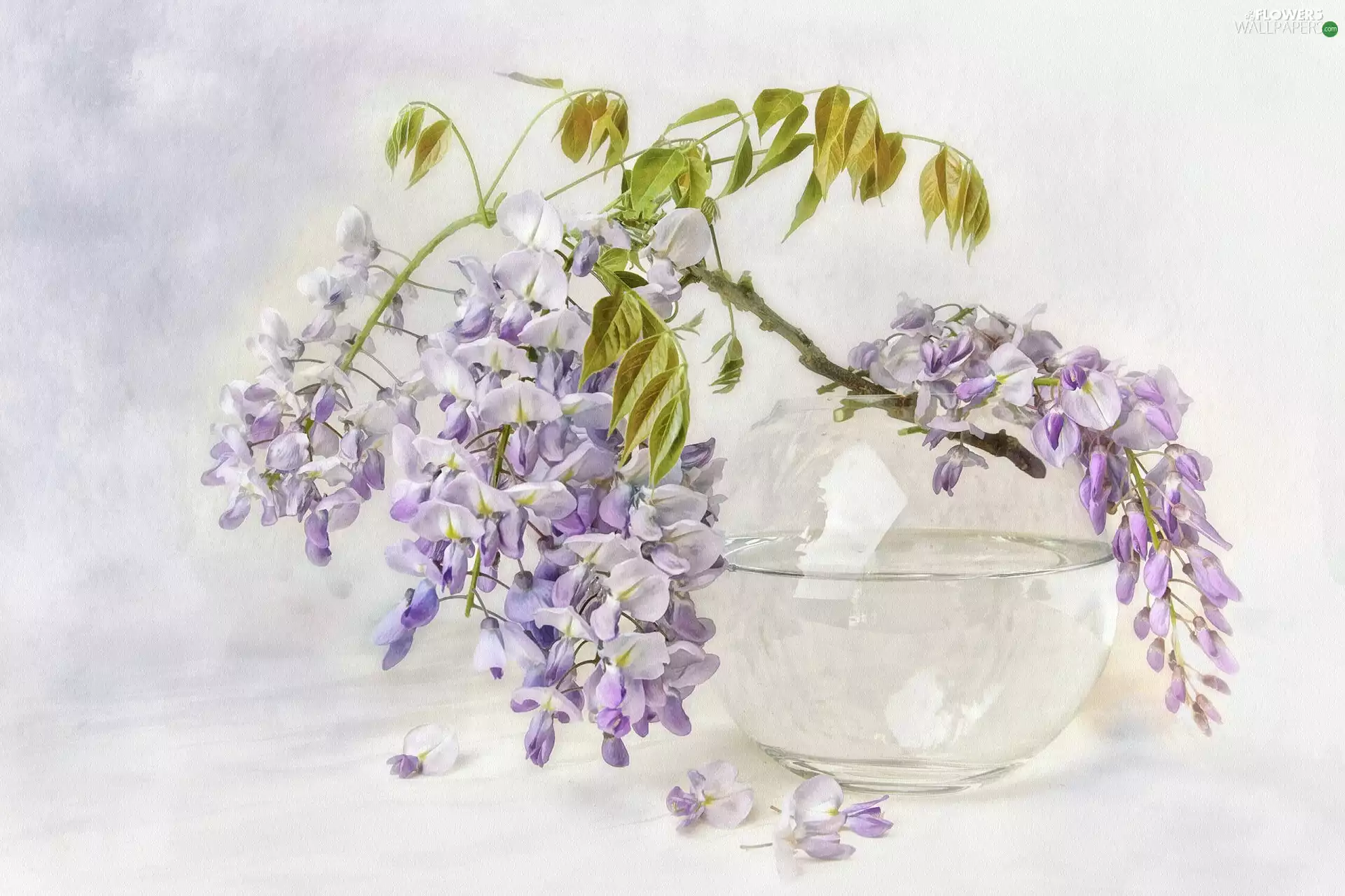 wistaria, graphics, Twigs, Flowers, vase