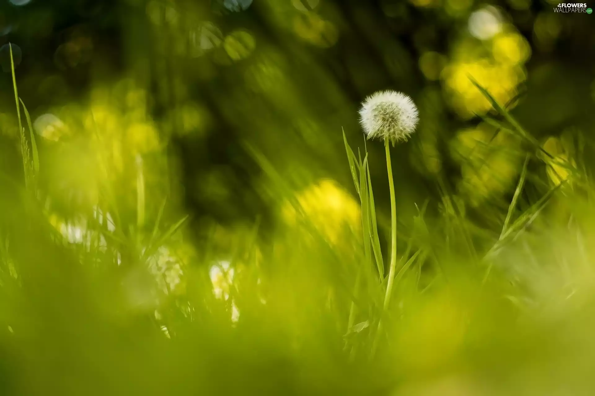 dandelion, grass, blur, Common Dandelion