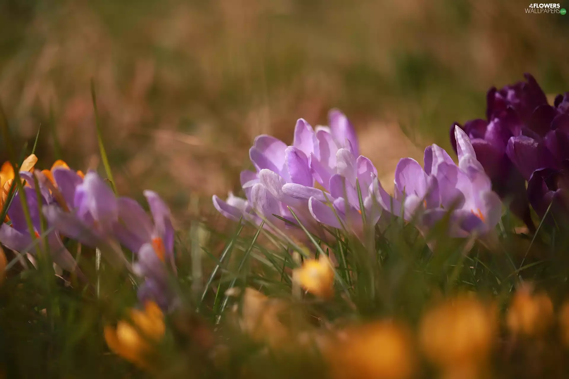 Tufts, grass, crocuses, Flowers, purple