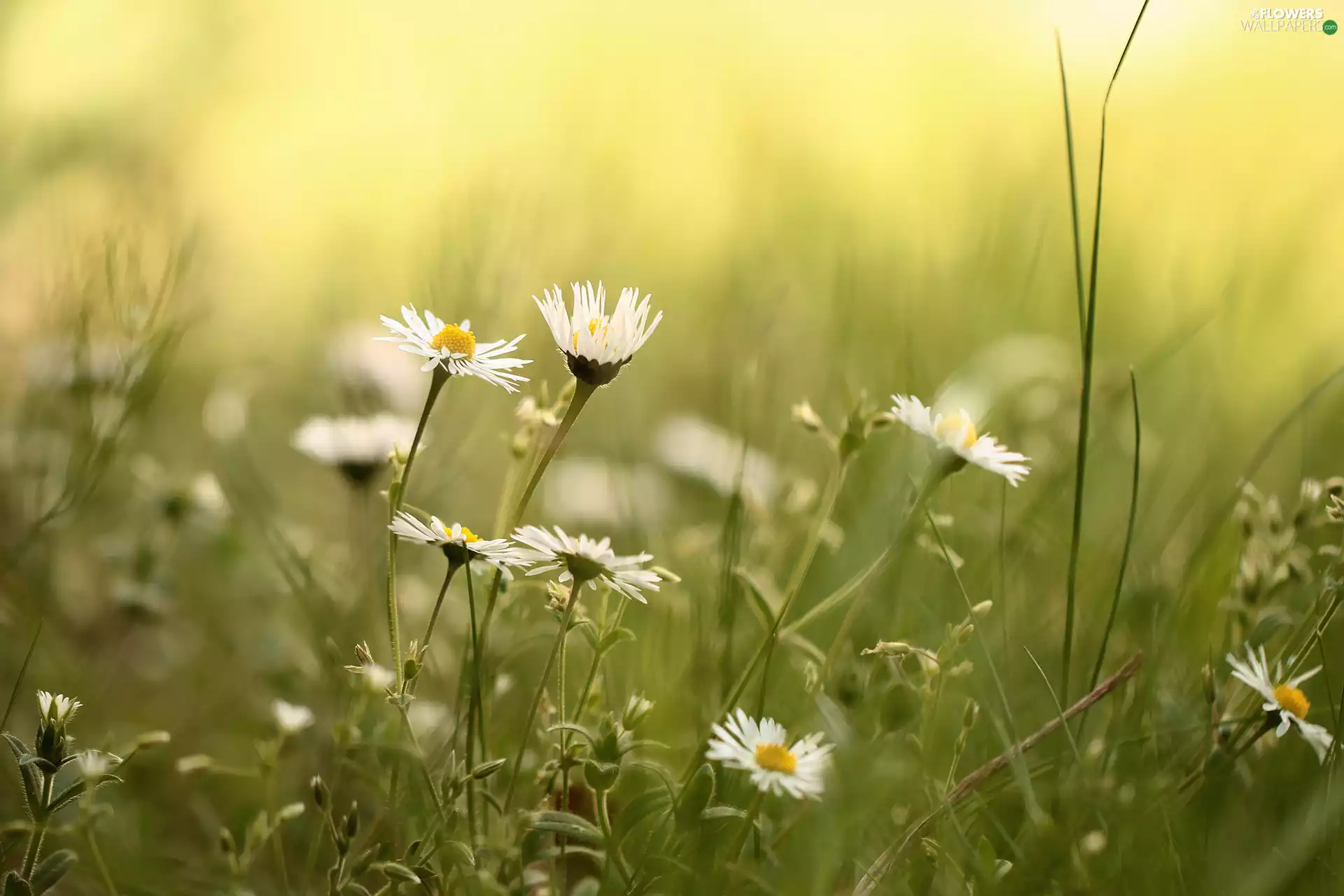 daisies, White, Flowers, grass