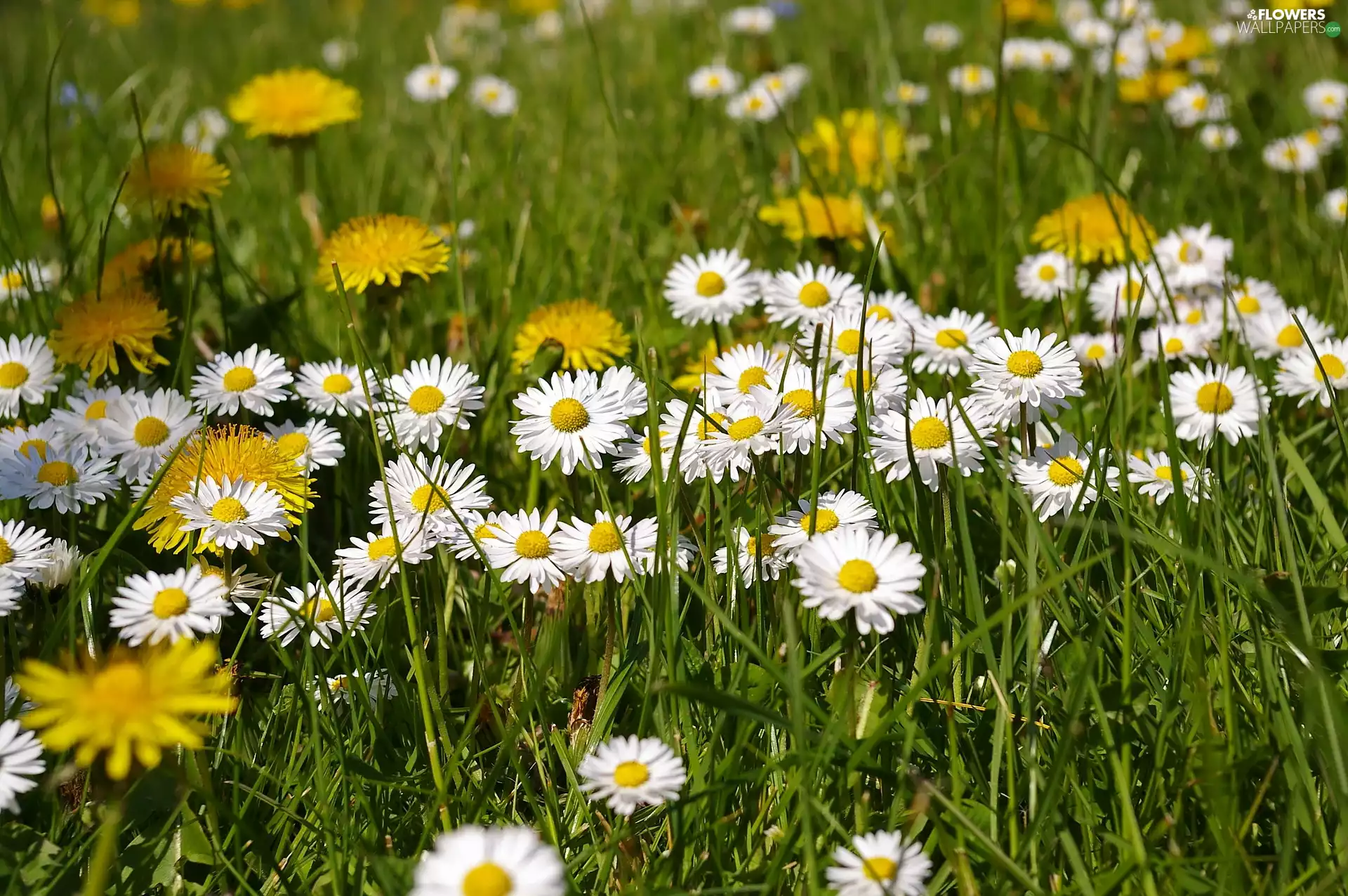 nuns, grass, Flowers, daisies, Spring