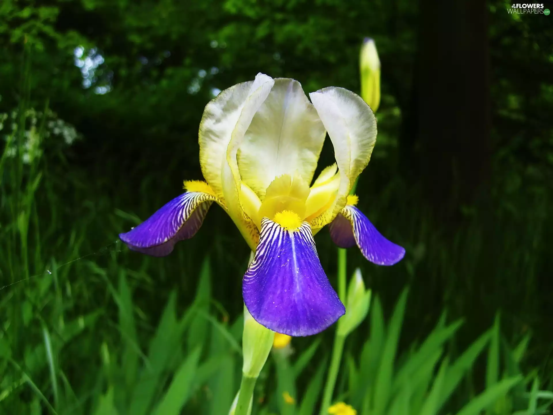 iris, grass