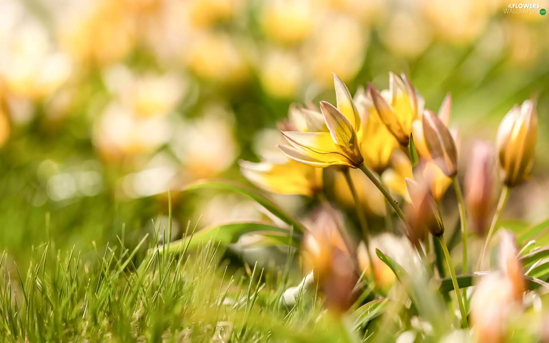 blur, grass, Tulips, Yellow, Flowers