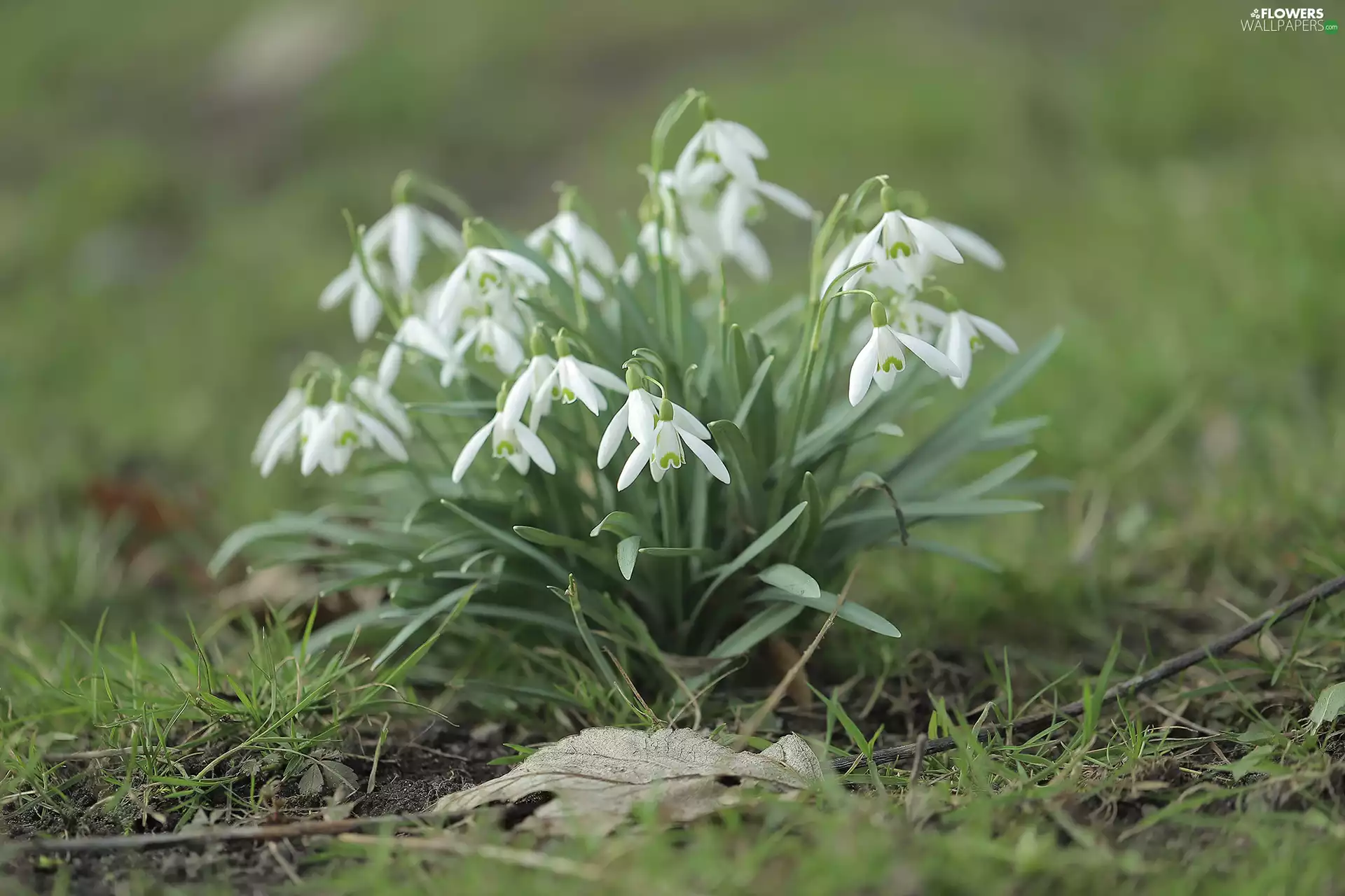 cluster, grass, White, Flowers, snowdrops