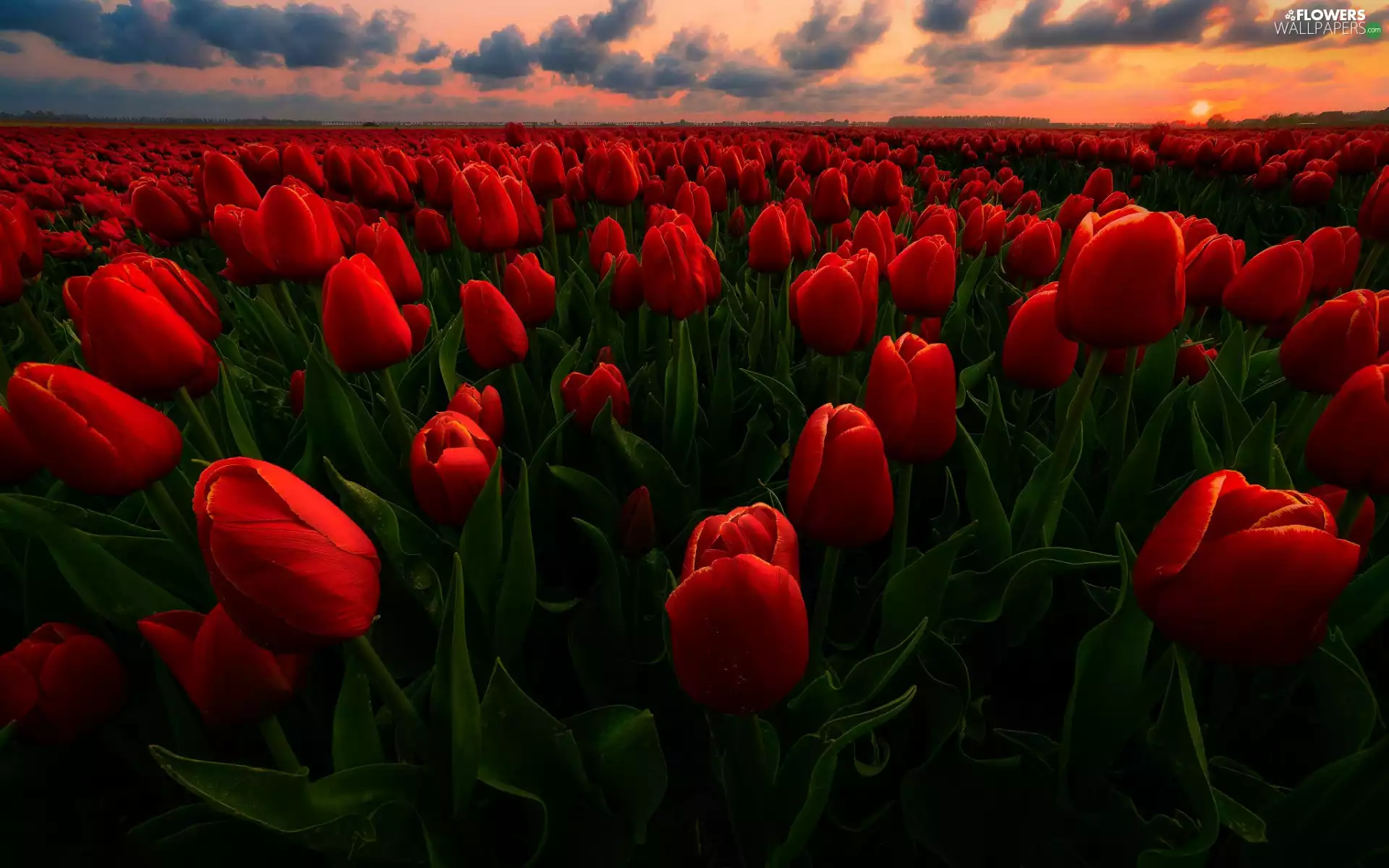 Tulips, Red, clouds, Great Sunsets, Field, Flowers