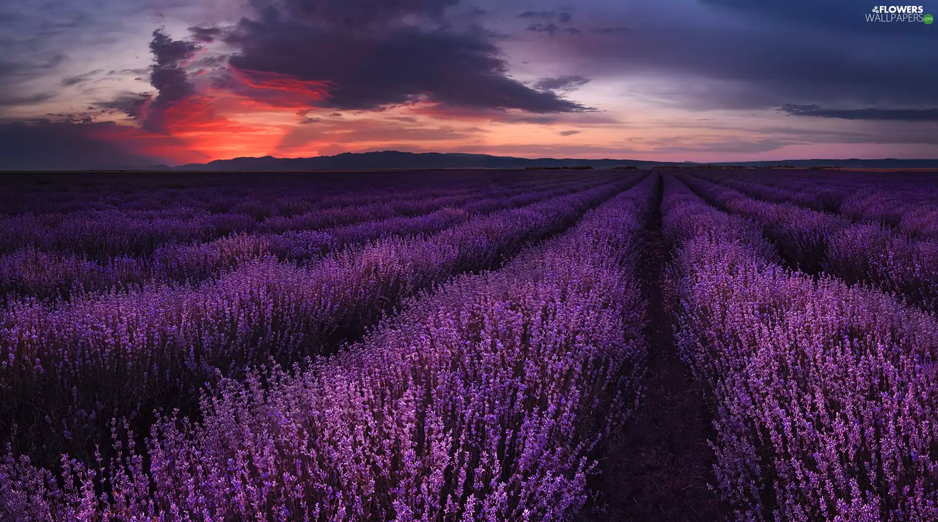 Field, Great Sunsets, clouds, lavender
