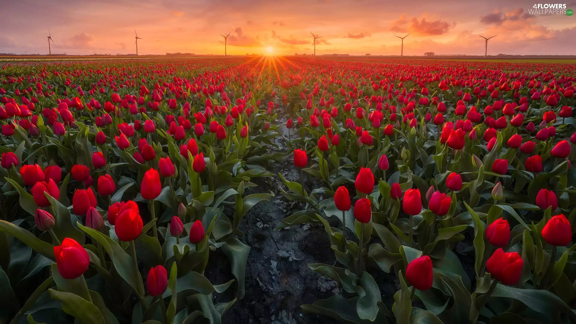 Field, Great Sunsets, Windmills, Tulips