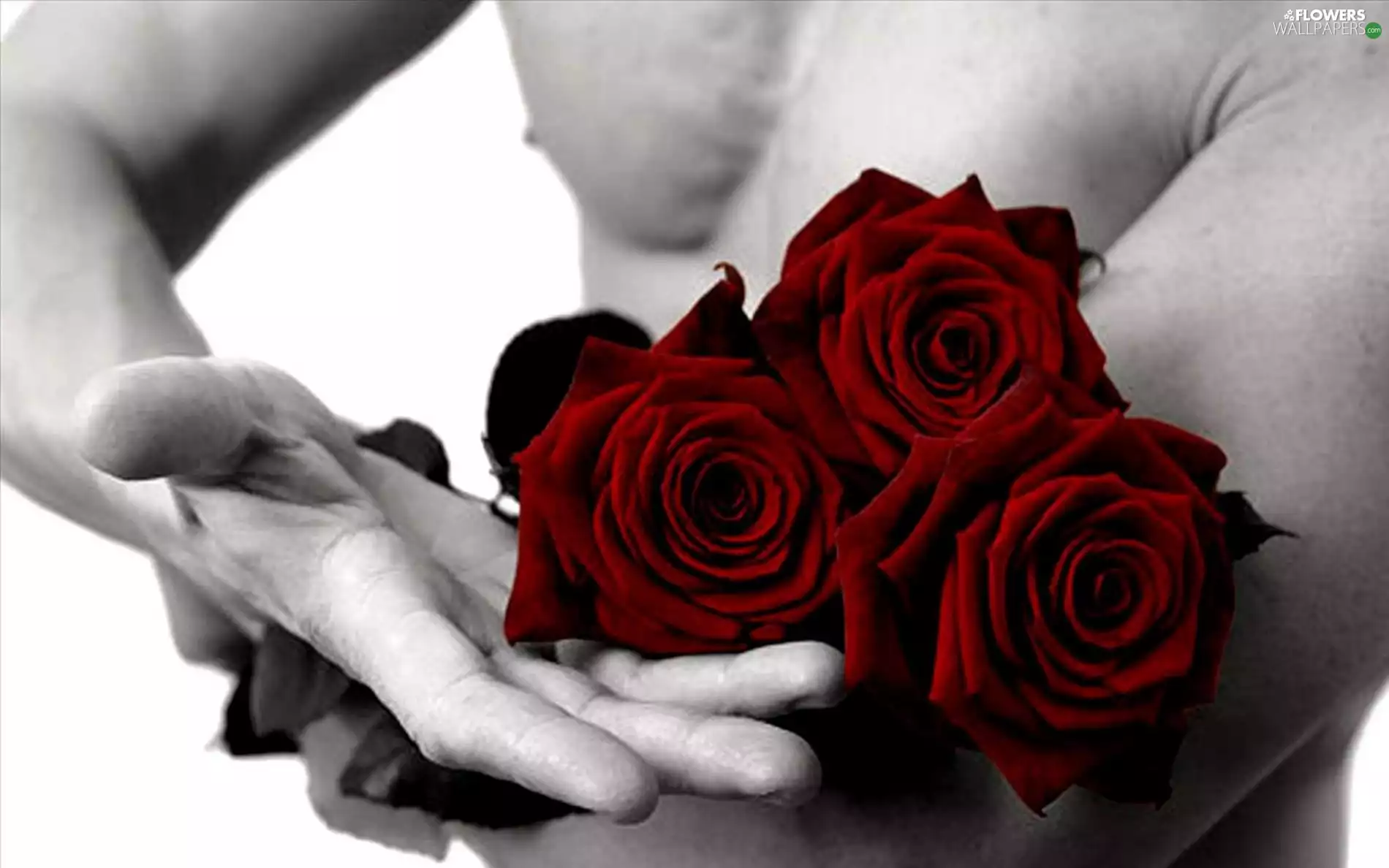 roses, a man, hand