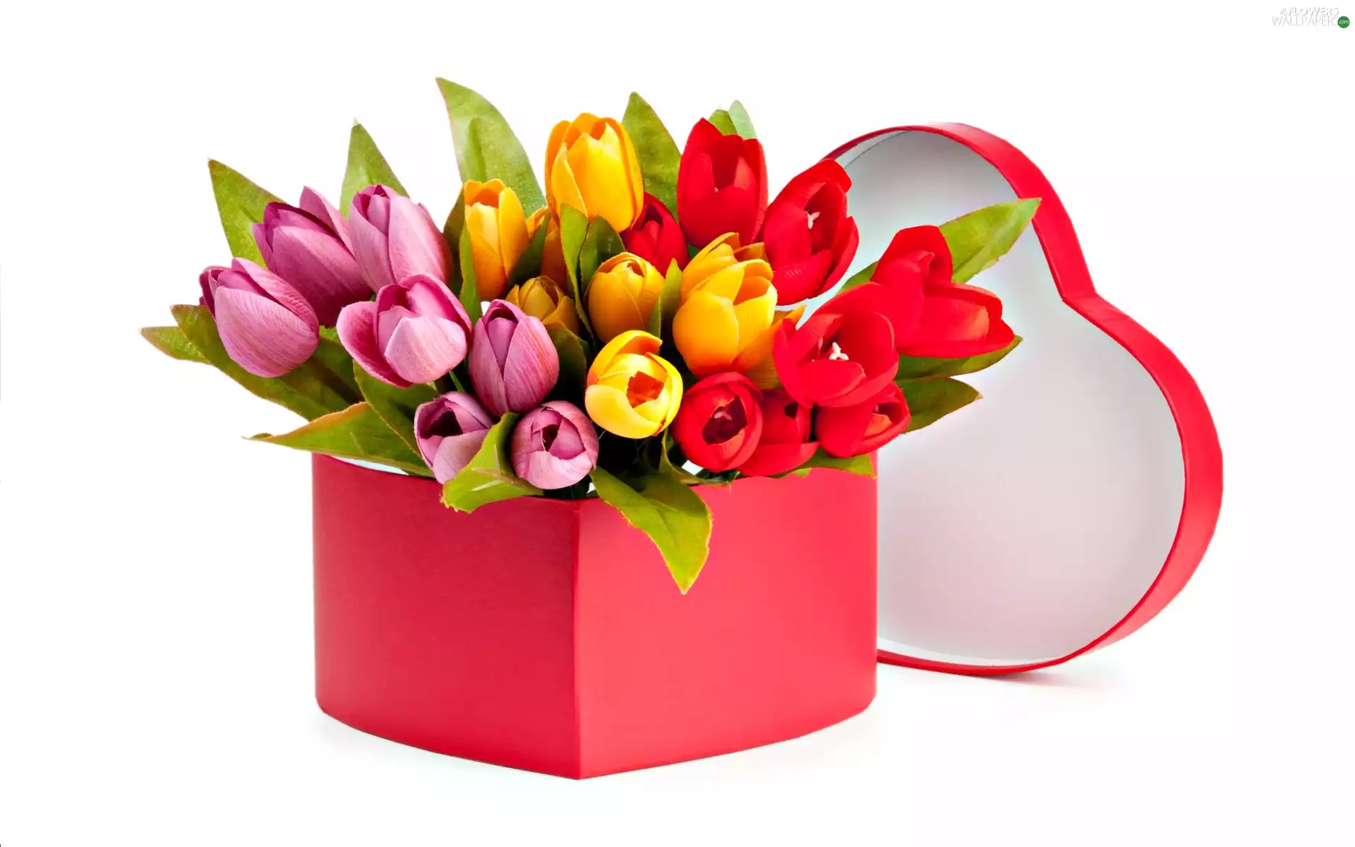 color, Box, Heart, Tulips