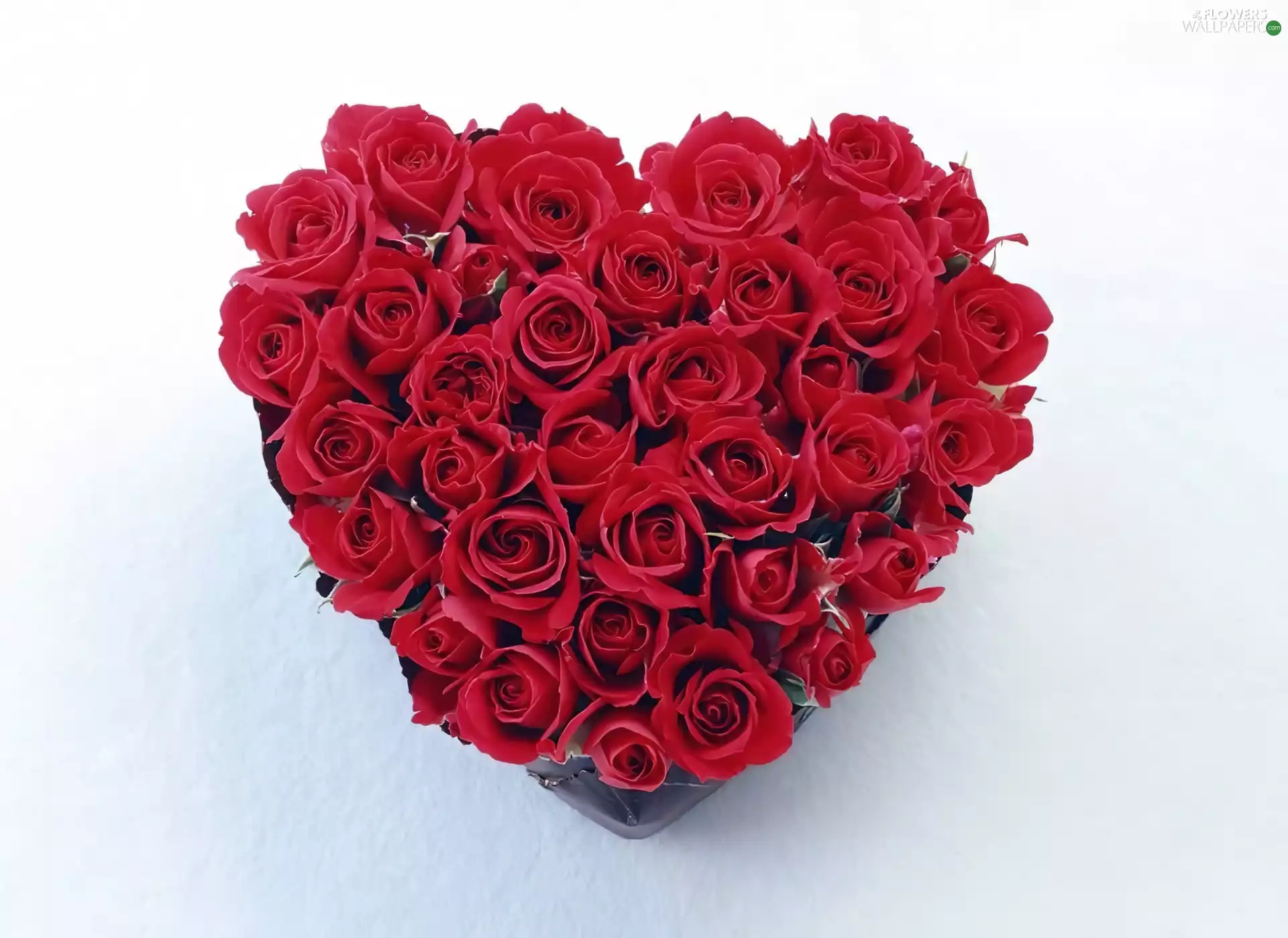 Red, shape, heart, roses