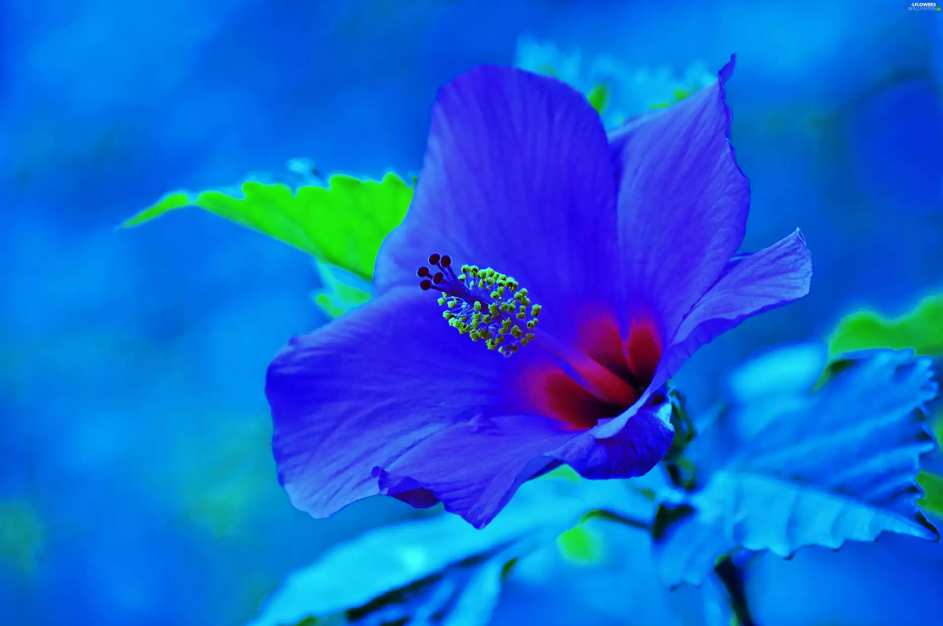 azure, Colourfull Flowers, hibiskus