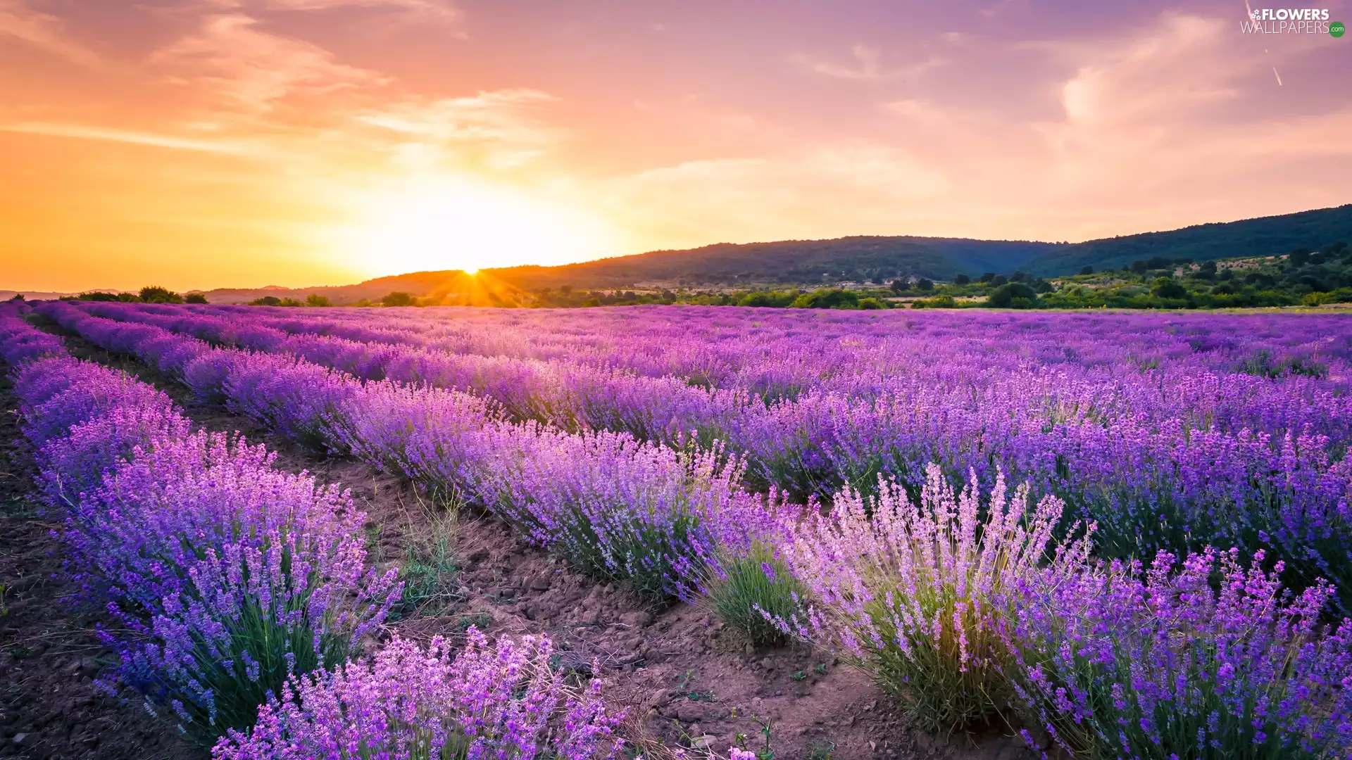 trees, Field, The Hills, Sunrise, viewes, lavender