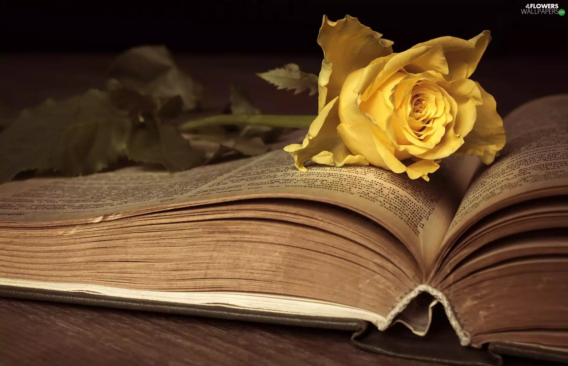 open, Book, Yellow Honda, rose, Colourfull Flowers