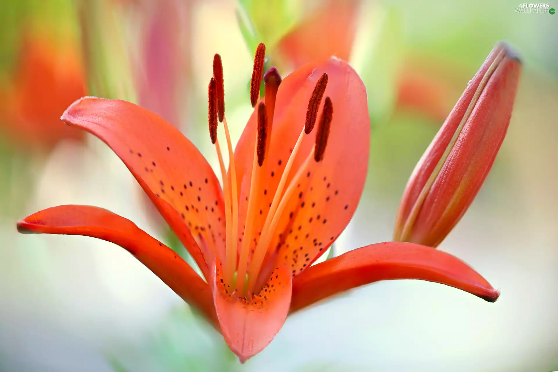 bud, rods, red hot, Lily, Colourfull Flowers
