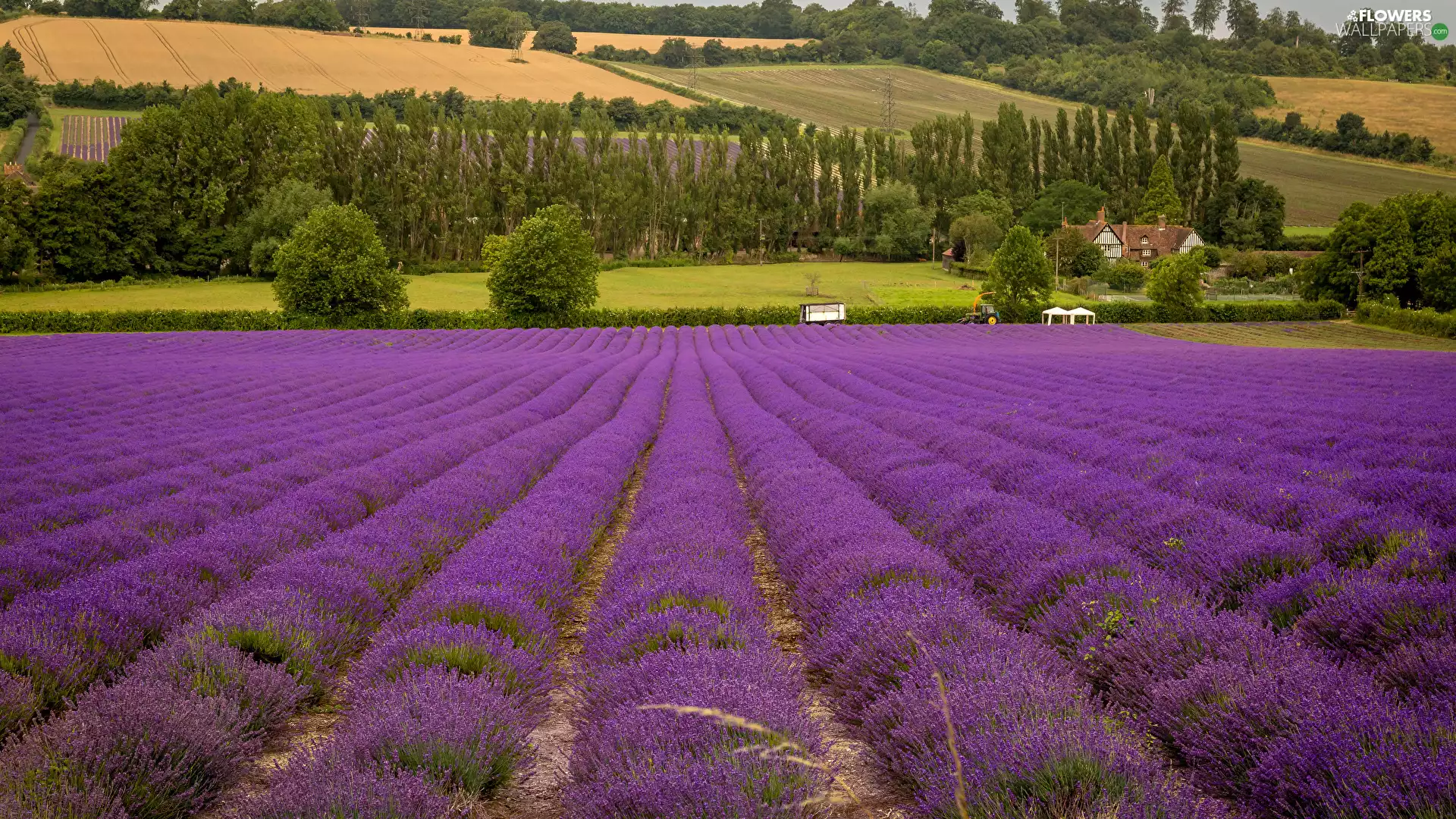 viewes, Houses, lavender, trees, field