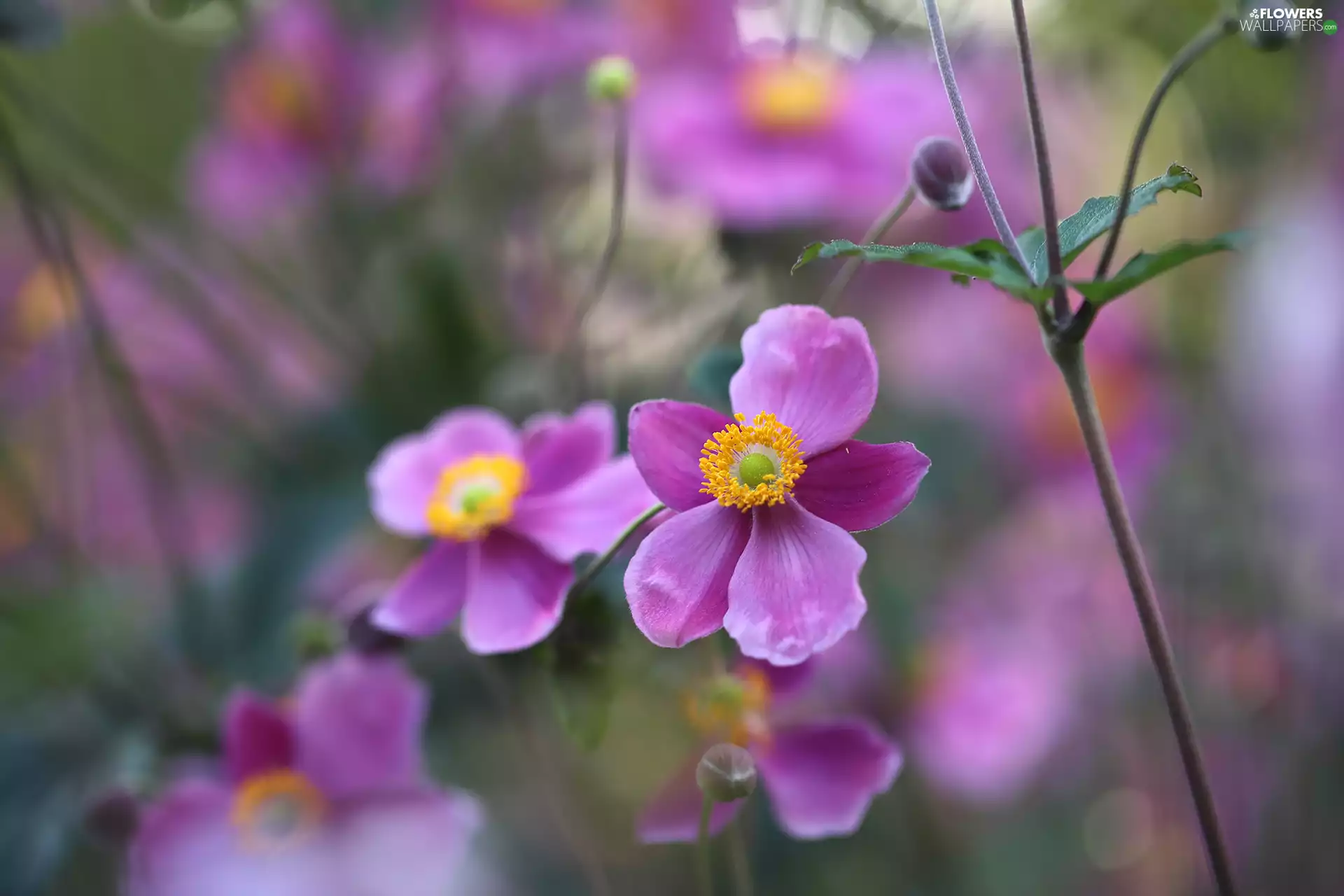 Flowers, Pink, Anemone Hupehensis