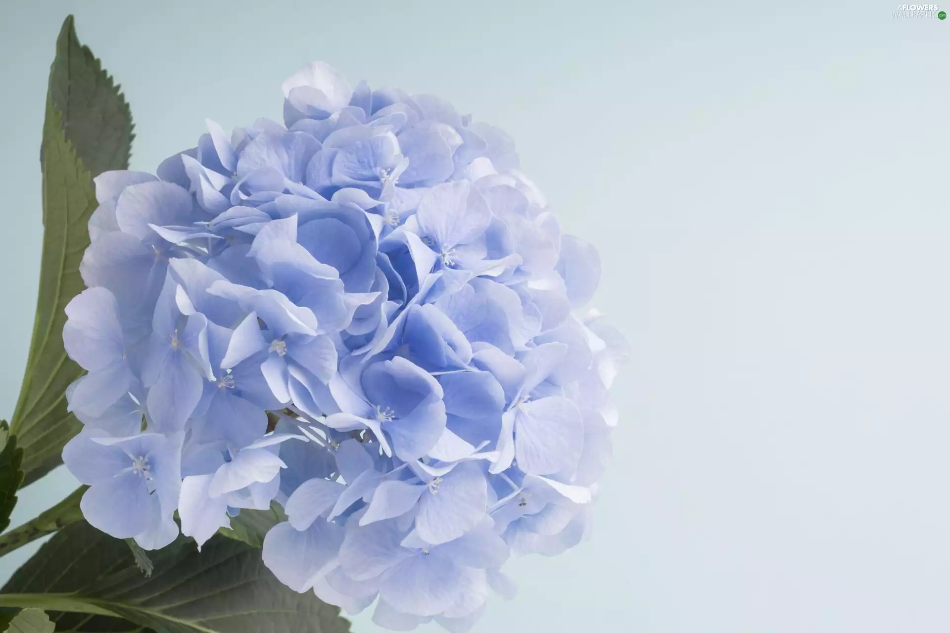 Blue, background, Blue, hydrangea, Colourfull Flowers