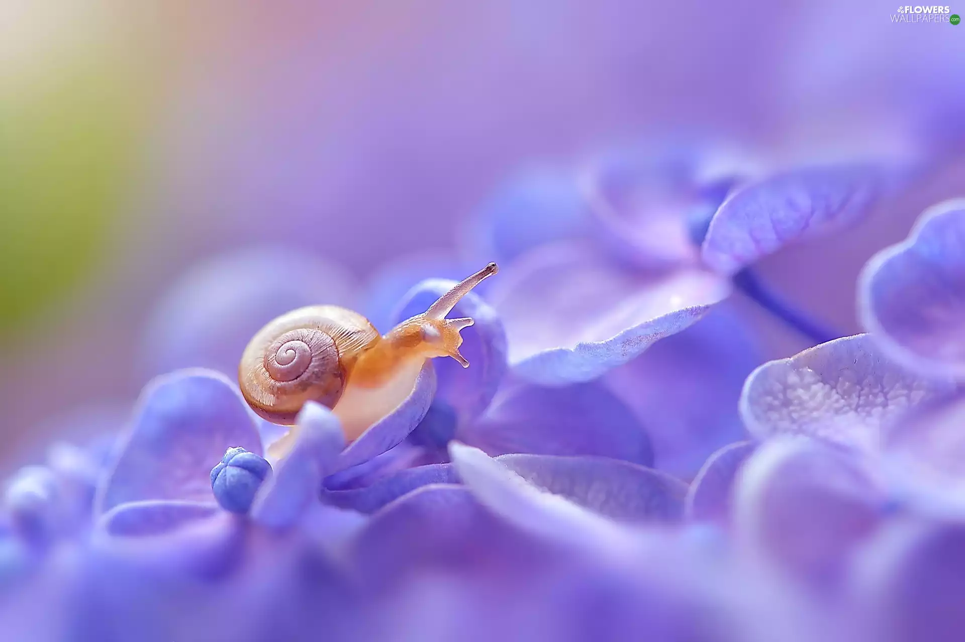 hydrangea, snail, Flowers