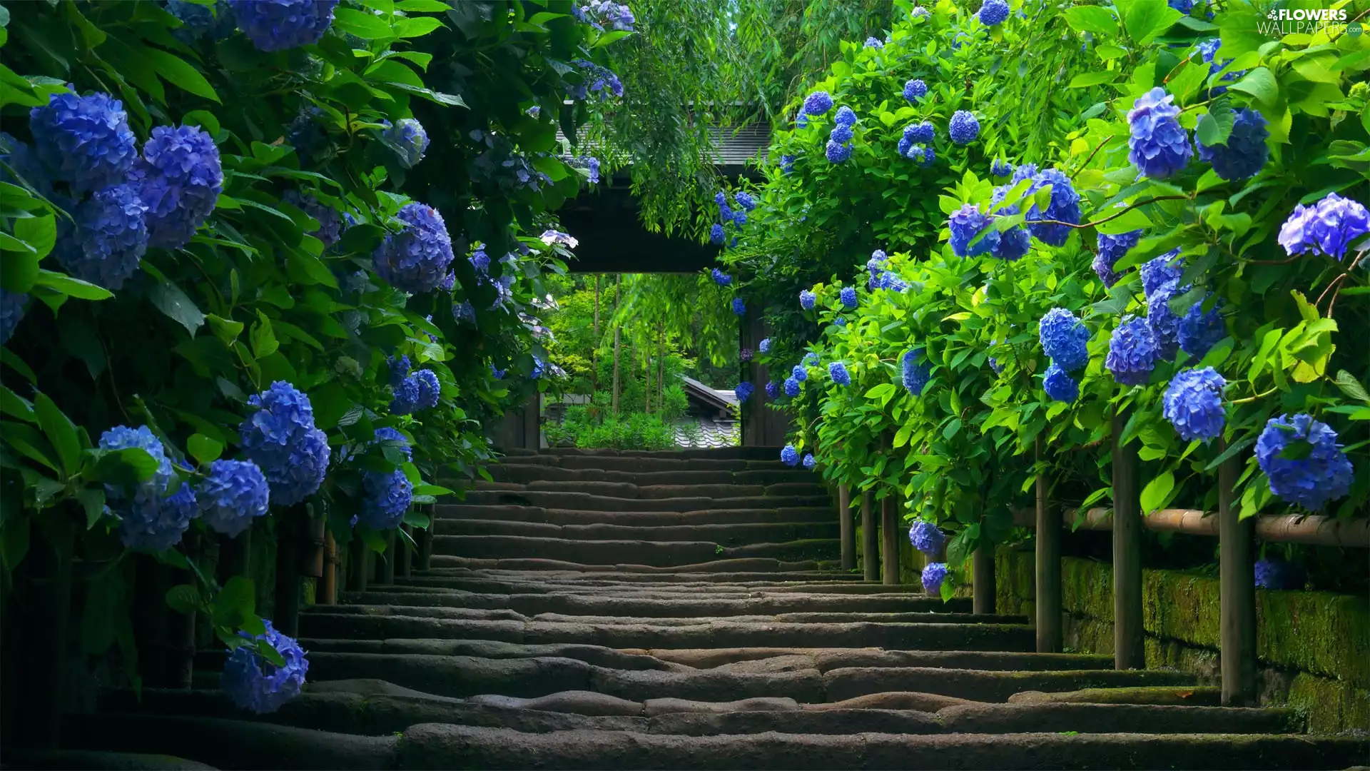 old, Blue, hydrangea, Stairs