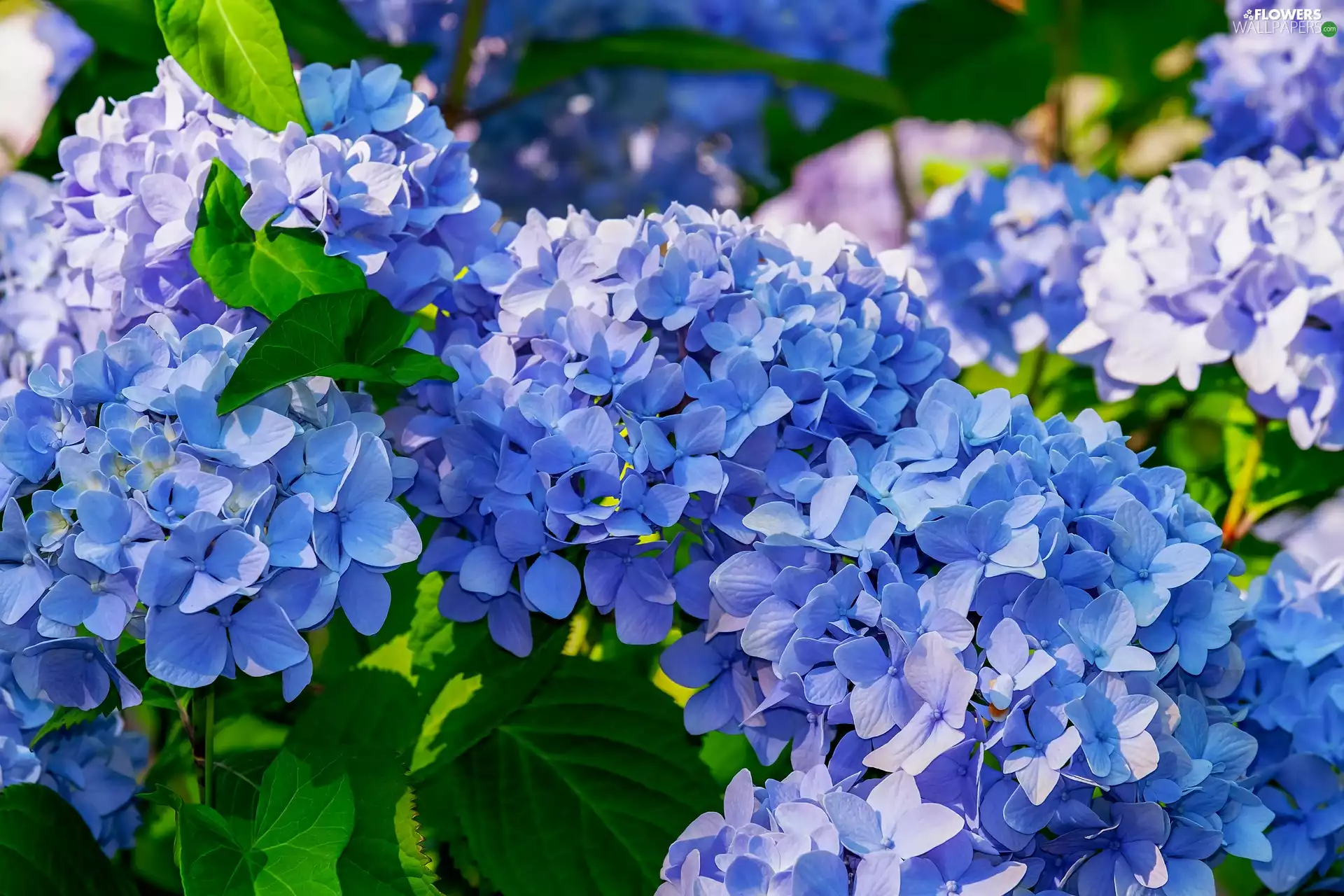 hydrangeas, Flowers, Blue